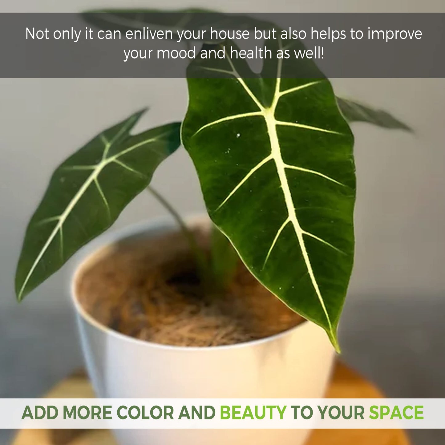 LEAL PLANTS ECUADOR Alocasia Micholitziana Exotic Green Velvet Zebra Plant | Live Indoor Houseplant | Elephant Ear Houseplant for Home Décor | Green Velvet Alocasia | Taro Plant
