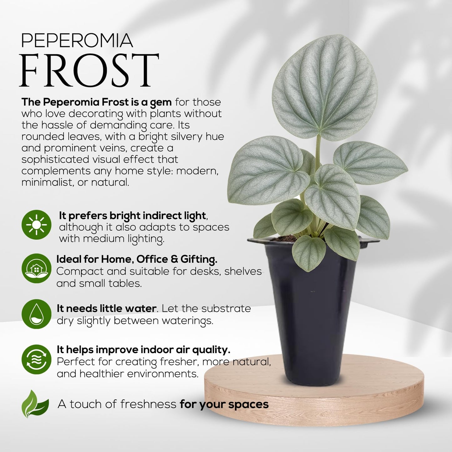 Peperomia Plant Collection (4 Pack)– Set of Rare Varieties | Watermelon, Frost, Eden Rosso & Piccolo Banda | Easy Indoor Houseplants, Live Plants for Home Decor (Peperomia Collection)