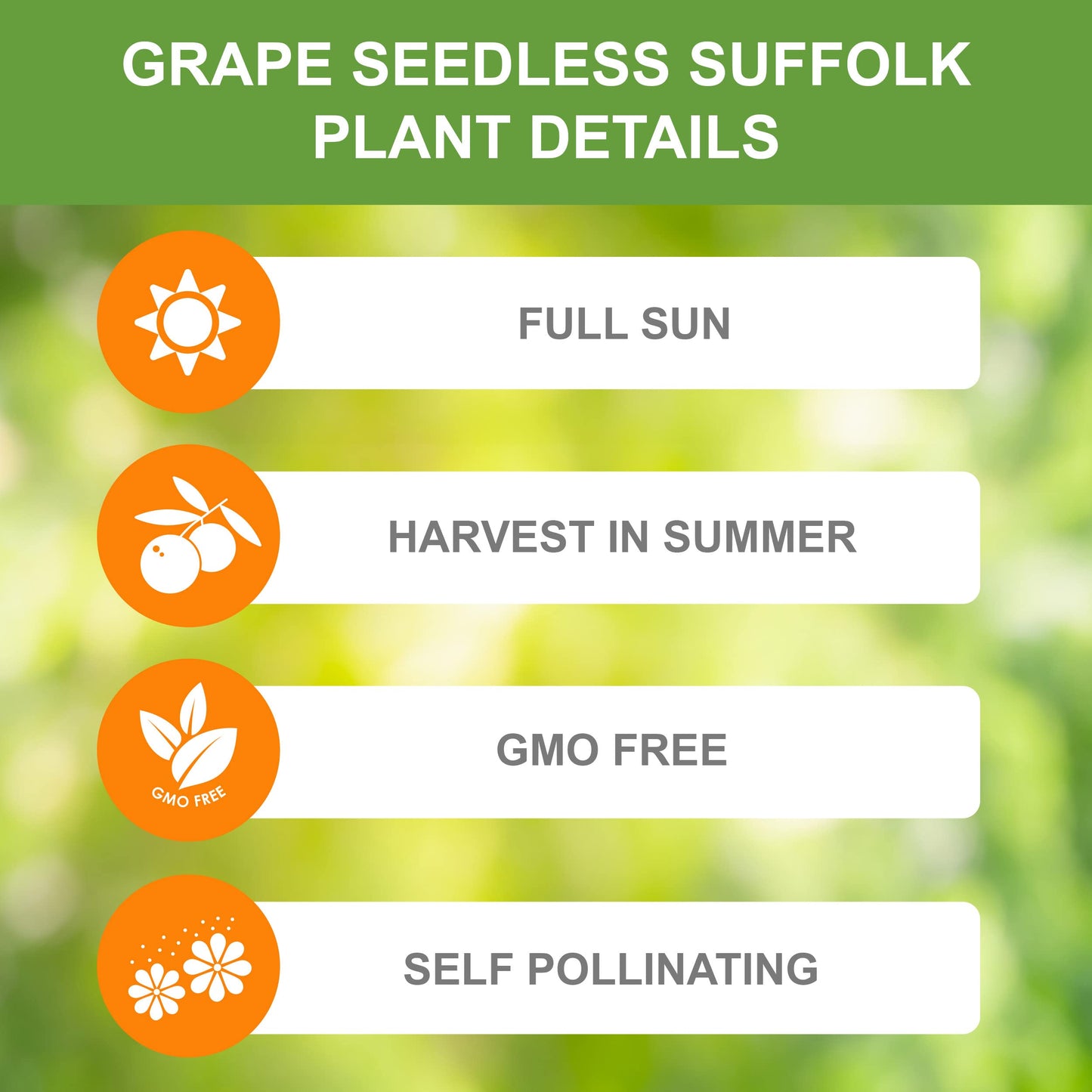 Garden State Bulb Red Suffolk Seedless Grape, Bare Root, Non-GMO, Spring Planting (Bag of 2)