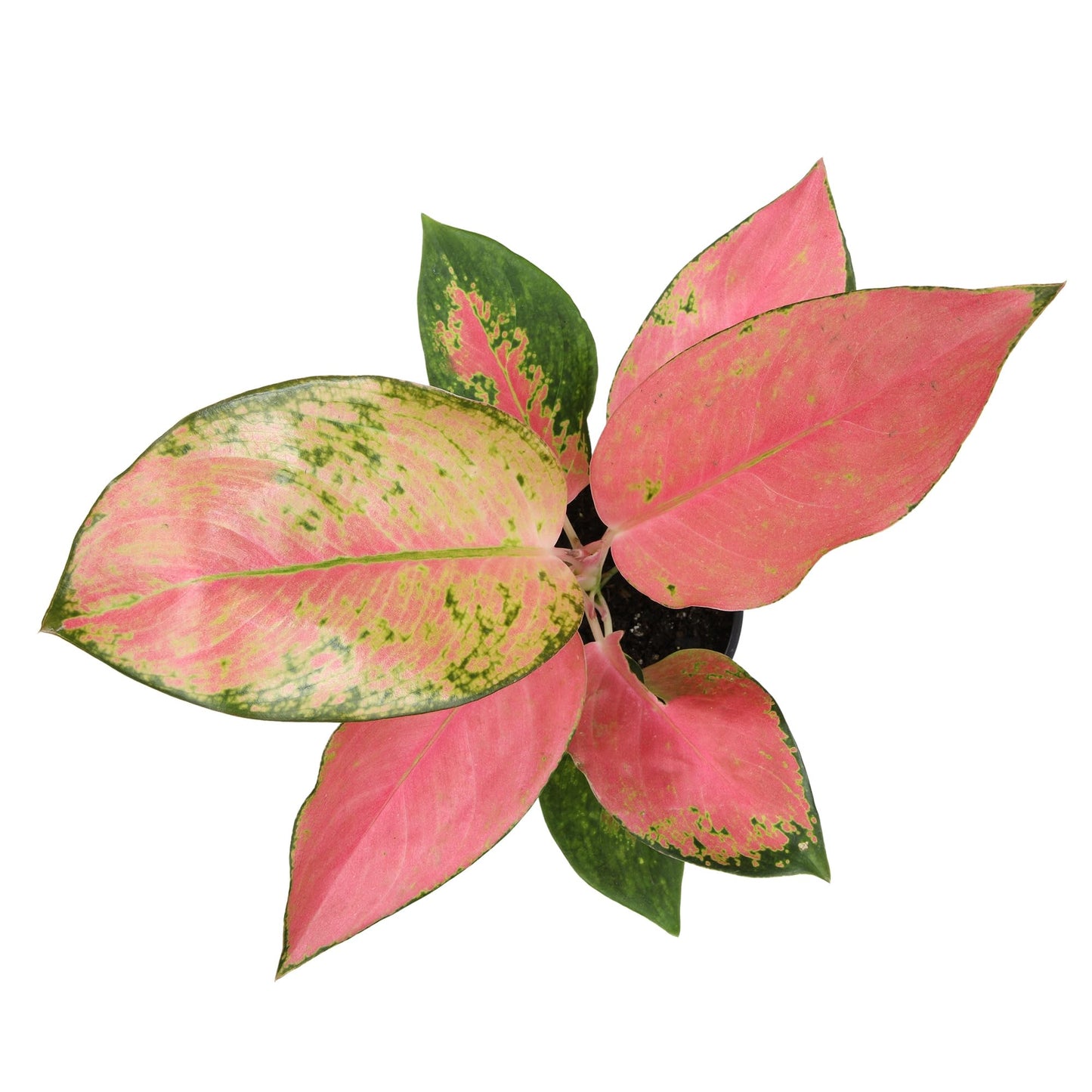Altman Plants Chinese Evergreen Live Plant Decor, Aglaonema 'China Red' with 4 Inch White Plastic Plant Pot, Easy to Grow Desk Plant, Easy Plant Gift, Decorative Indoor Plant Grown in Potting Soil Mix