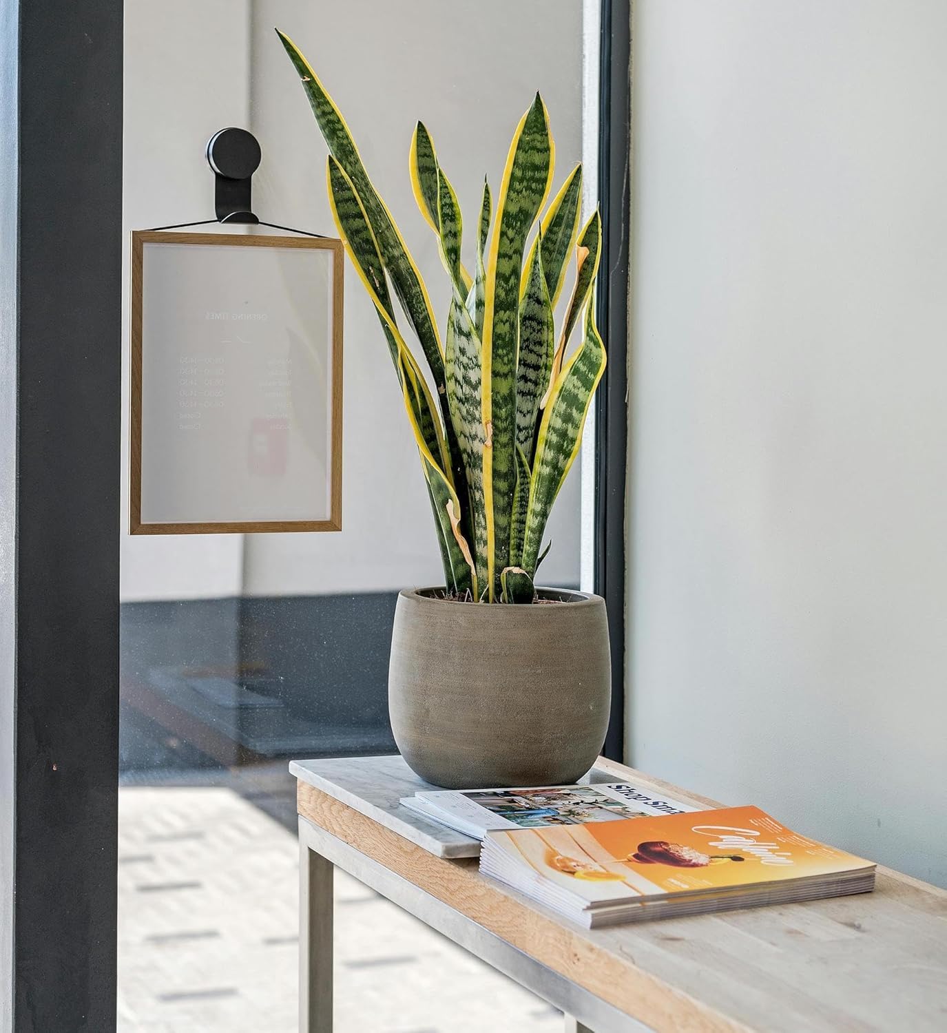 Live Snake Plant – Sansevieria Superba Trifasciata – ragnaroc Tropical Plant in 4” Pot +6” Plant Height - 2ct - Indoor House Plant in Pot, Potted Succulent Plant