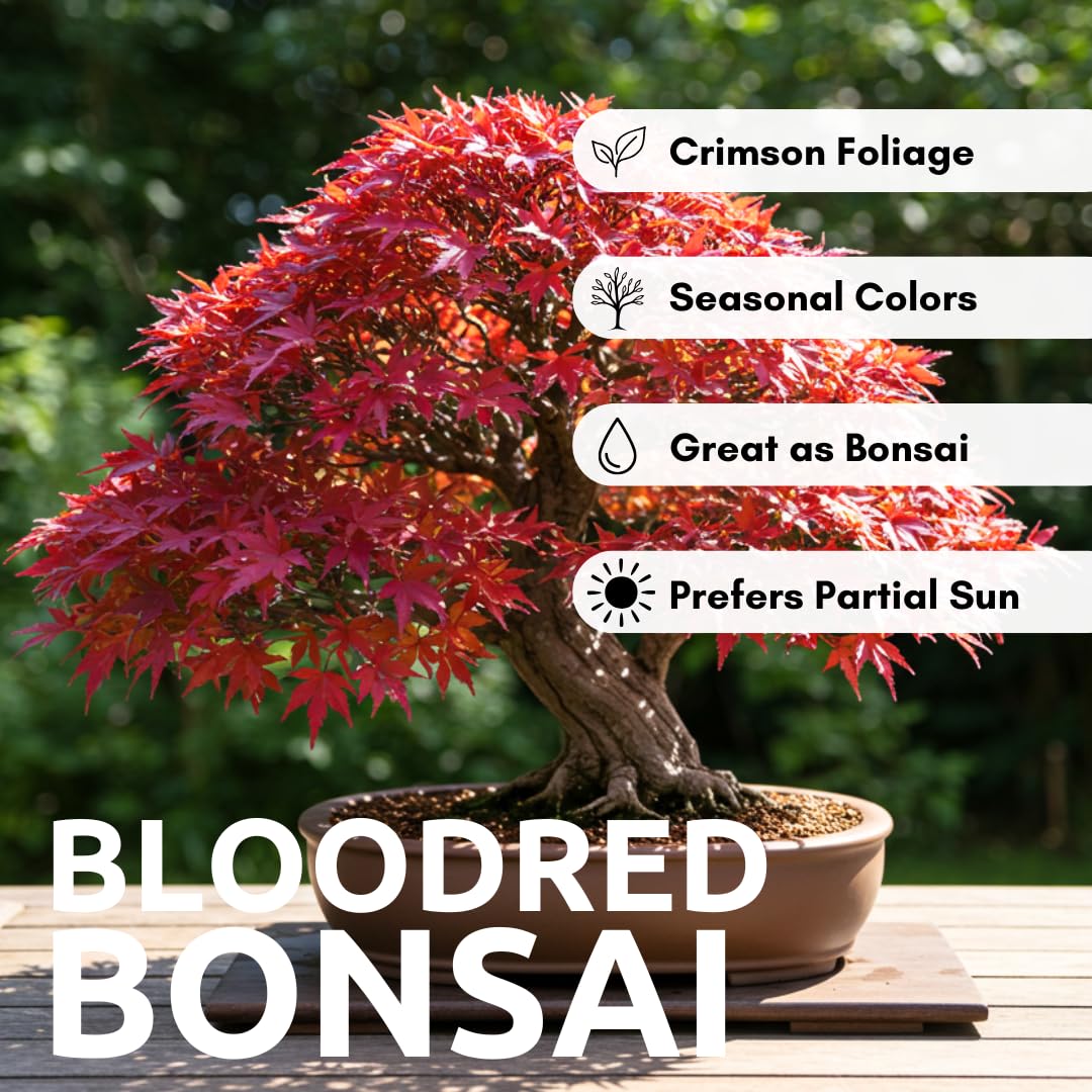 Bonsai Tree Seeds, Japanese Red Maple | 20+ Seeds | Highly Prized for Bonsai, Japanese Maple Tree Seeds (ACER palmatum) 20+Seeds