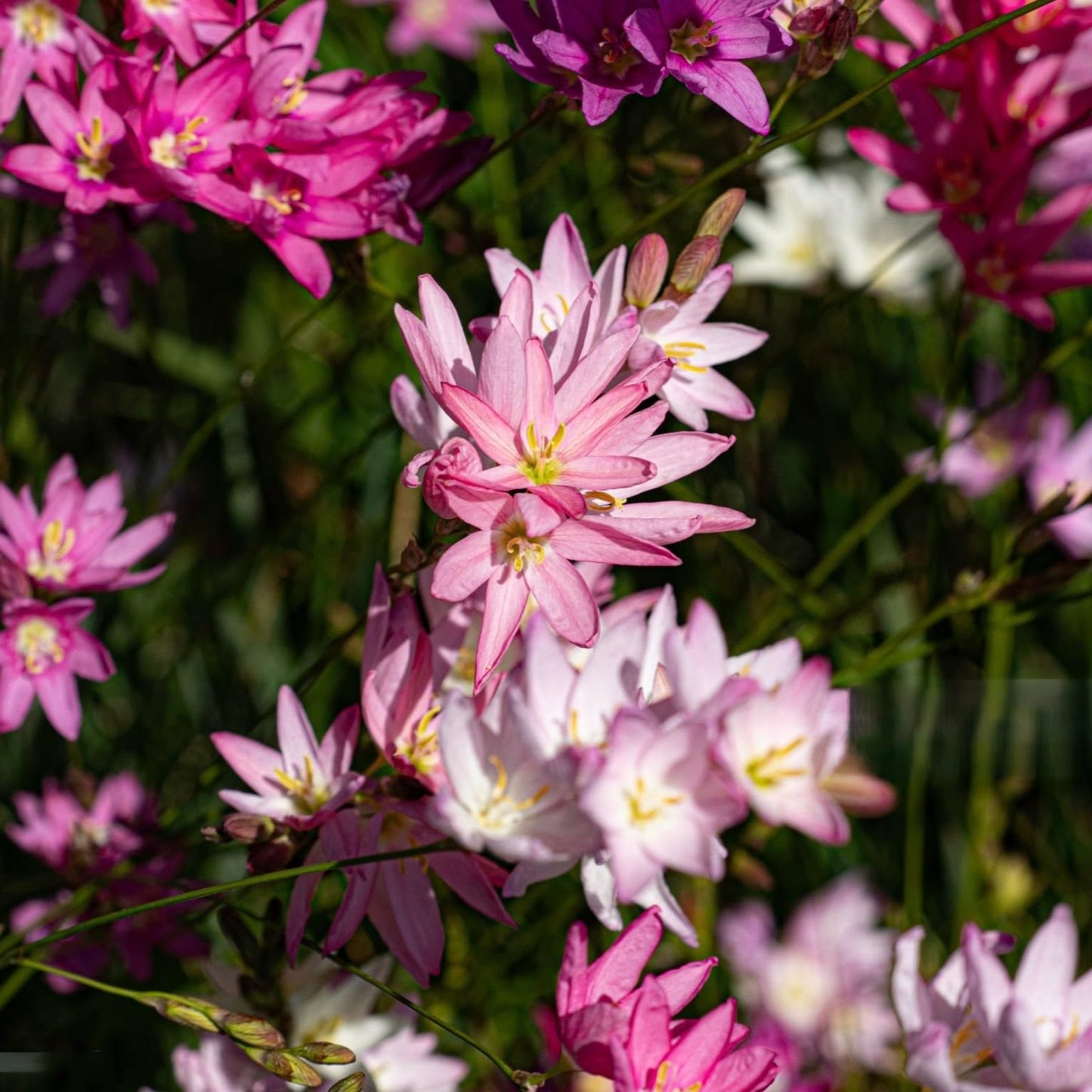 Premium Spring Flower Blub Collection100 Bulbs - Attracts Bees, Butterflies & Hummingbirds - Easy to Grow Perennials - 1000's Sold | Easy-Care | Perennials | Deer Resistant