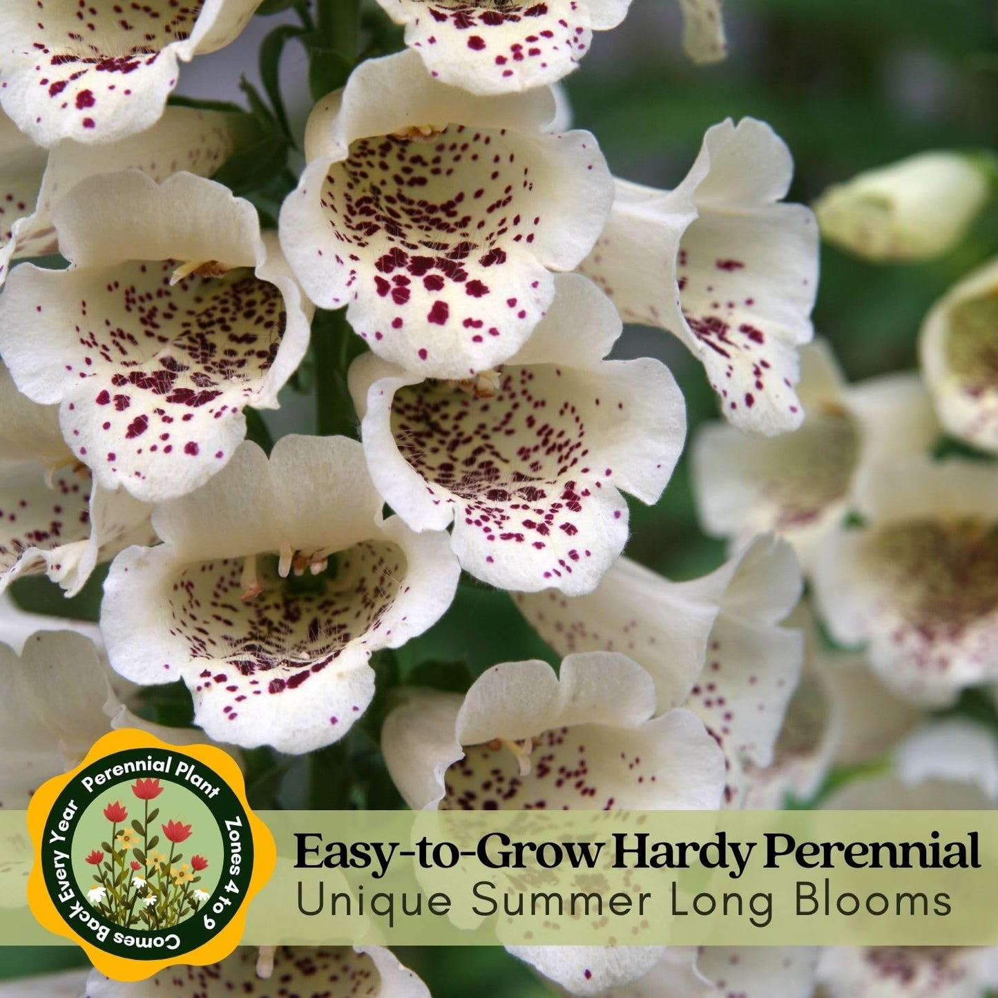 Clovers Garden Foxglove Dalmatian Mix Plants Two (2) Live Plants Non-GMO - Each 4" to 8" Tall in 4" Pots Heirloom Perennial, Pollinator Friendly Lavender, Purple, Pink, Cream, and White