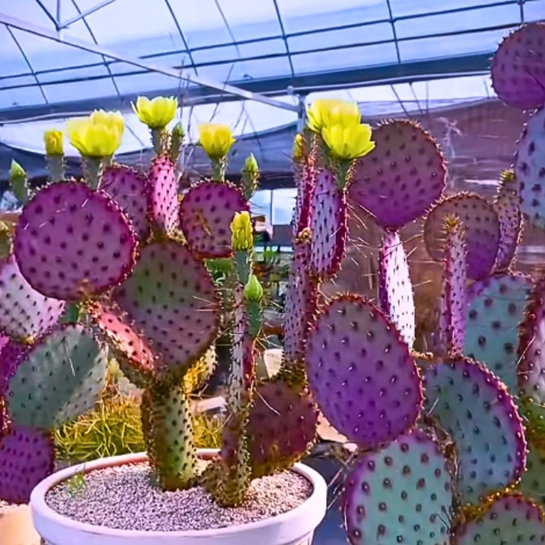 Live Purple Prickly Pear Cactus Plants, Hardy Perennial Succulents Plant, 3.5 Inch Pot for Outdoor Garden
