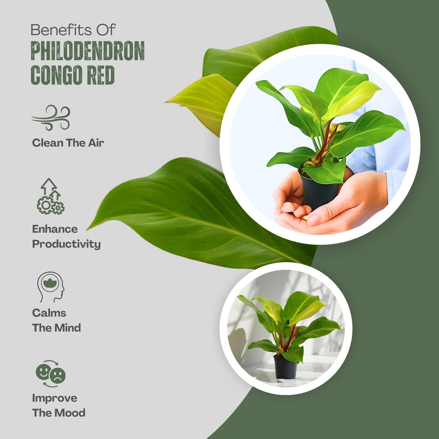 Philodendron 'Yellow Flame' – 4” Live Plant – Stunning Golden Foliage – Easy-Care Indoor Houseplant for Home or Office Décor (Heat Pack Included)