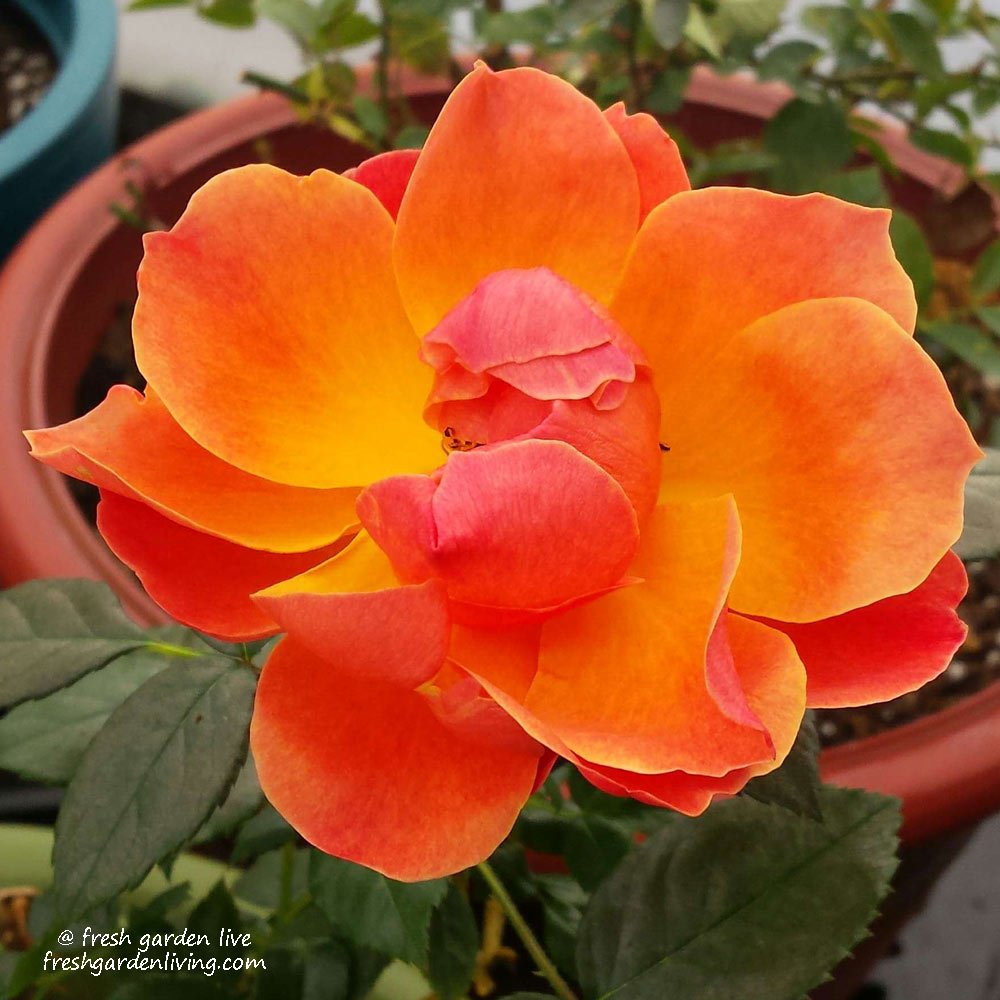 Tequila Rose Bush - 1.5 Gallon Live Plant, Apricot Orange Blooms All Season, Heat Tolerant Shrub Rose, Zones 5-10, Own Root - Stargazer Perennials