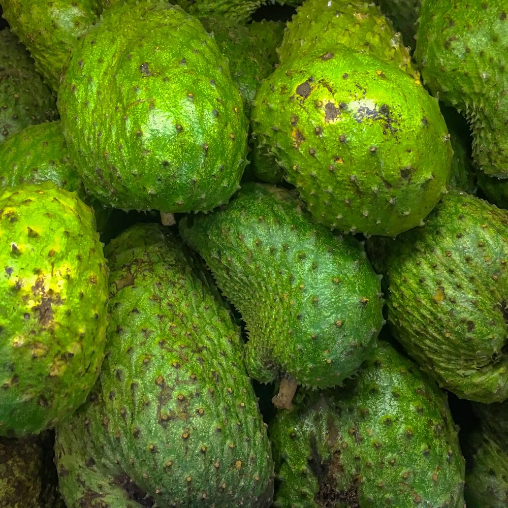 Soursop Tree Plant Live, Well Rooted Sweet Soursop Fruit Plants, Annona Muricata Soursop Tree, Container and Garden Growing