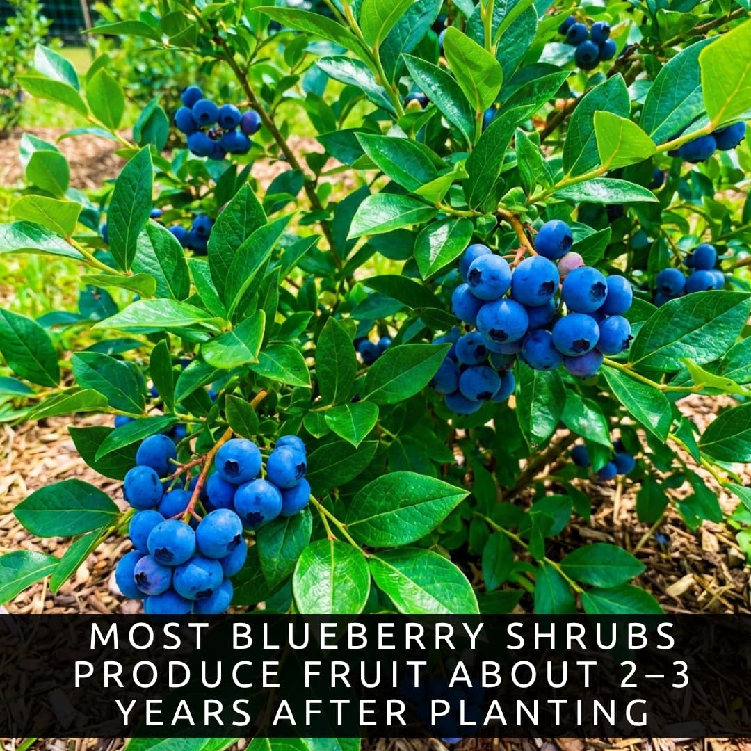 3 Jersery Blueberry Bush Live Plants – Fruit Bearing Blueberry Bush Starter in Box – Healthy Rooted Sapling for Outdoor Garden, Patio or Container Growing (3 Plants)