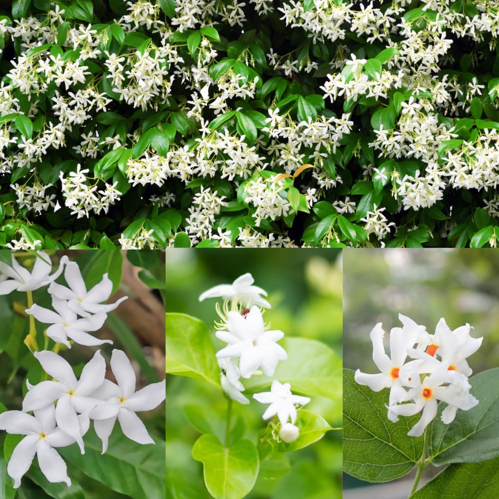 2 Mix Jasmine Plants Live, 4-7" Tall Jasmine Plant Outdoors Indoors Garden, Fragrant White Flowers Plants for Planting, Well Rooted, No Pot