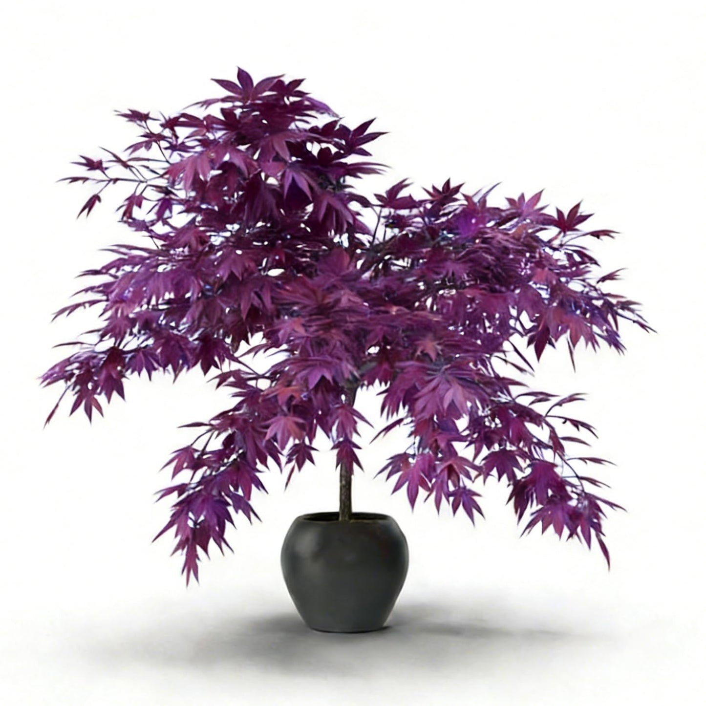 Mixrug Jacaranda Purple Maple Seeds for Planting, 25pcs Rare Perennial Purple Maple Tree Seeds Plants, Non-GMO Heirloom Beauty Trees Plants Home Garden for Outdoors Indoors