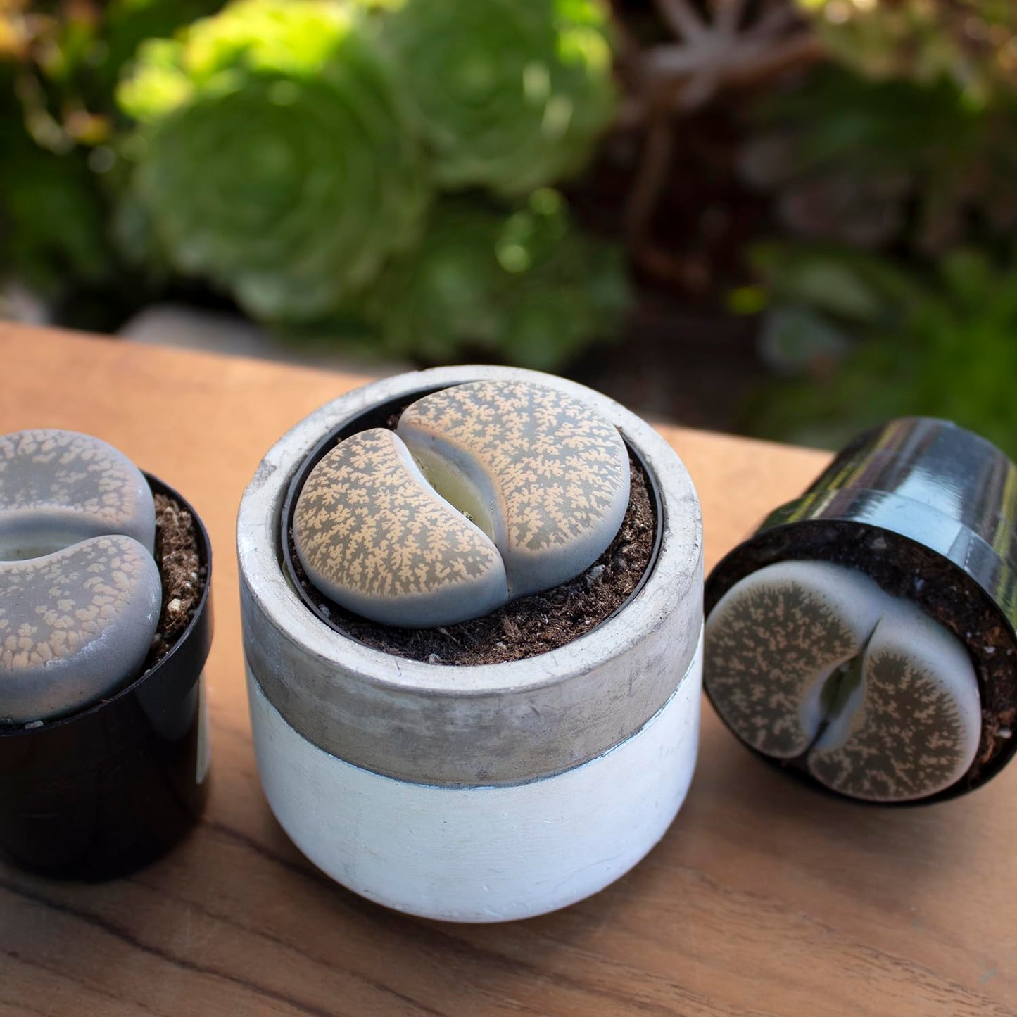 Altman Plants XL Giant Living Stones Succulents (8PK) Lithops Live Plants & Real Succulents, Pet Safe Plants & Live Succulent Plants, Pet Friendly Plants, Live Plants in 2.5" Pots with Succulent Soil