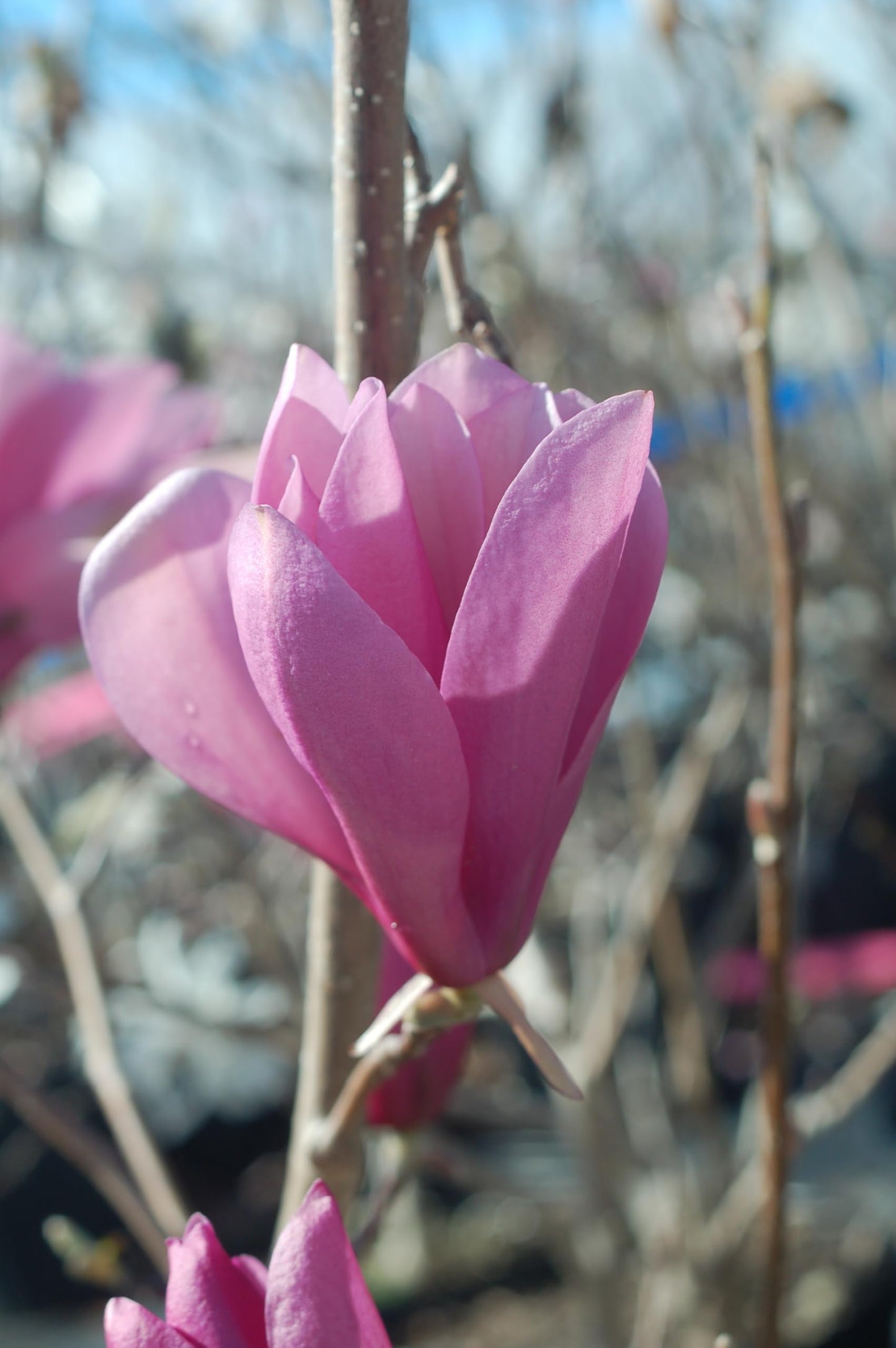 Live Plant from Green Promise Farms - Magnolia - liliflora Jane, #3 Gallon Size Container, Purple fragant Flowers - Does NOT Ship to AZ, CA, HI, ID, MT, NV, OR, PR, UT & WA!!