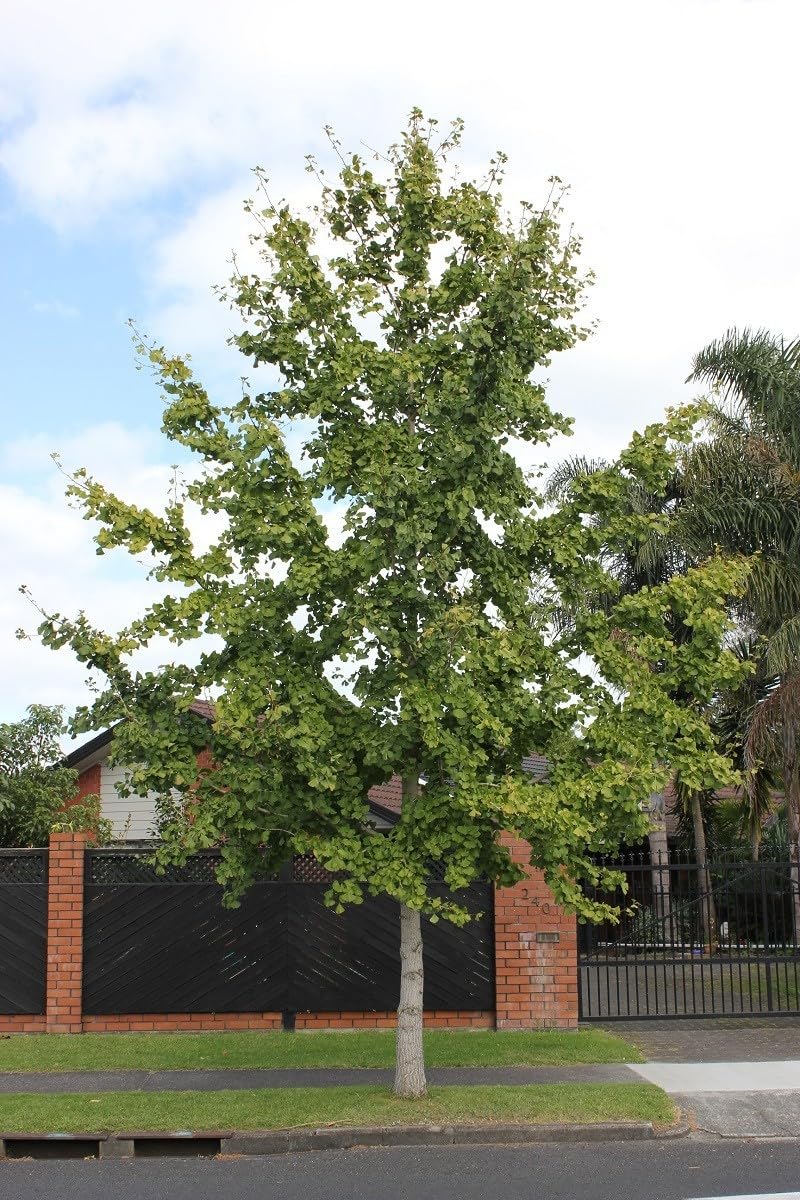 Live Plant - Ginkgo Biloba Tree (Maidenhair) - Live Plant - (2.5 Qt)