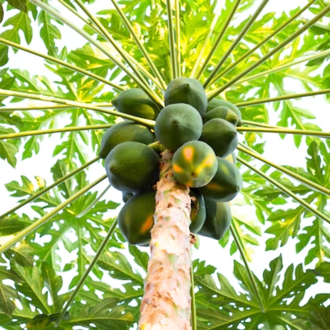 Papaya Tree Live Plant, 8 to 9 Inch Tall, Papaya Plants Live, Papaya Live Plant, Live Papaya Tree, Grow from Heirloom Seeds