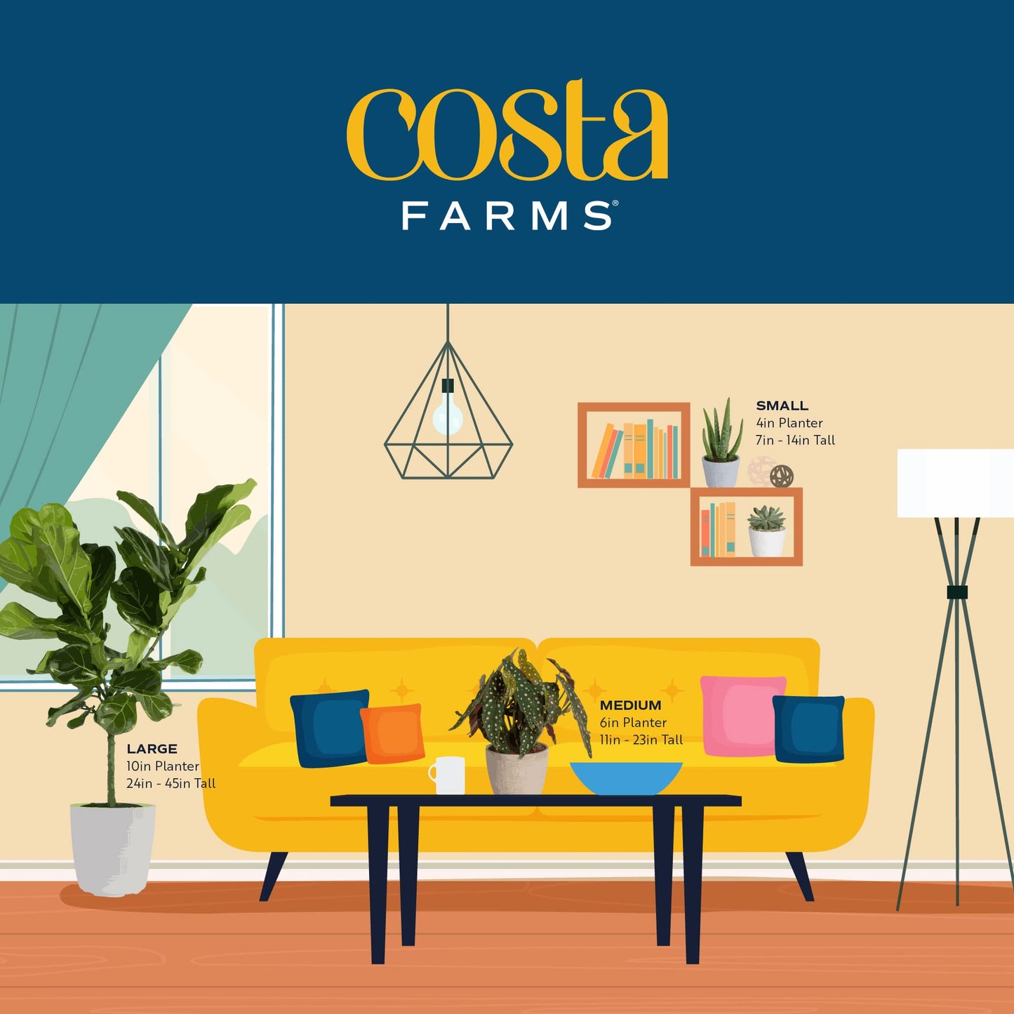 Costa Farms Dracaena Golden Heart Live Indoor Plant, Easy to Grow Houseplant in Decor Plant Pot, Potting Soil Mix, Living Room Home and Office Decor, Housewarming Gift, 2-3 Feet Tall