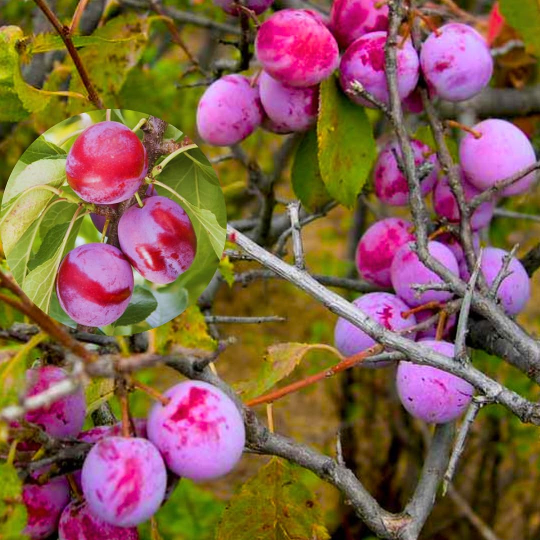 1-2 Feet Plum Tree Live Plant for Planting, No Pot Plum Tree Sweet Fruit, Cold Hardy, Dormant in Winter, Spring Planting