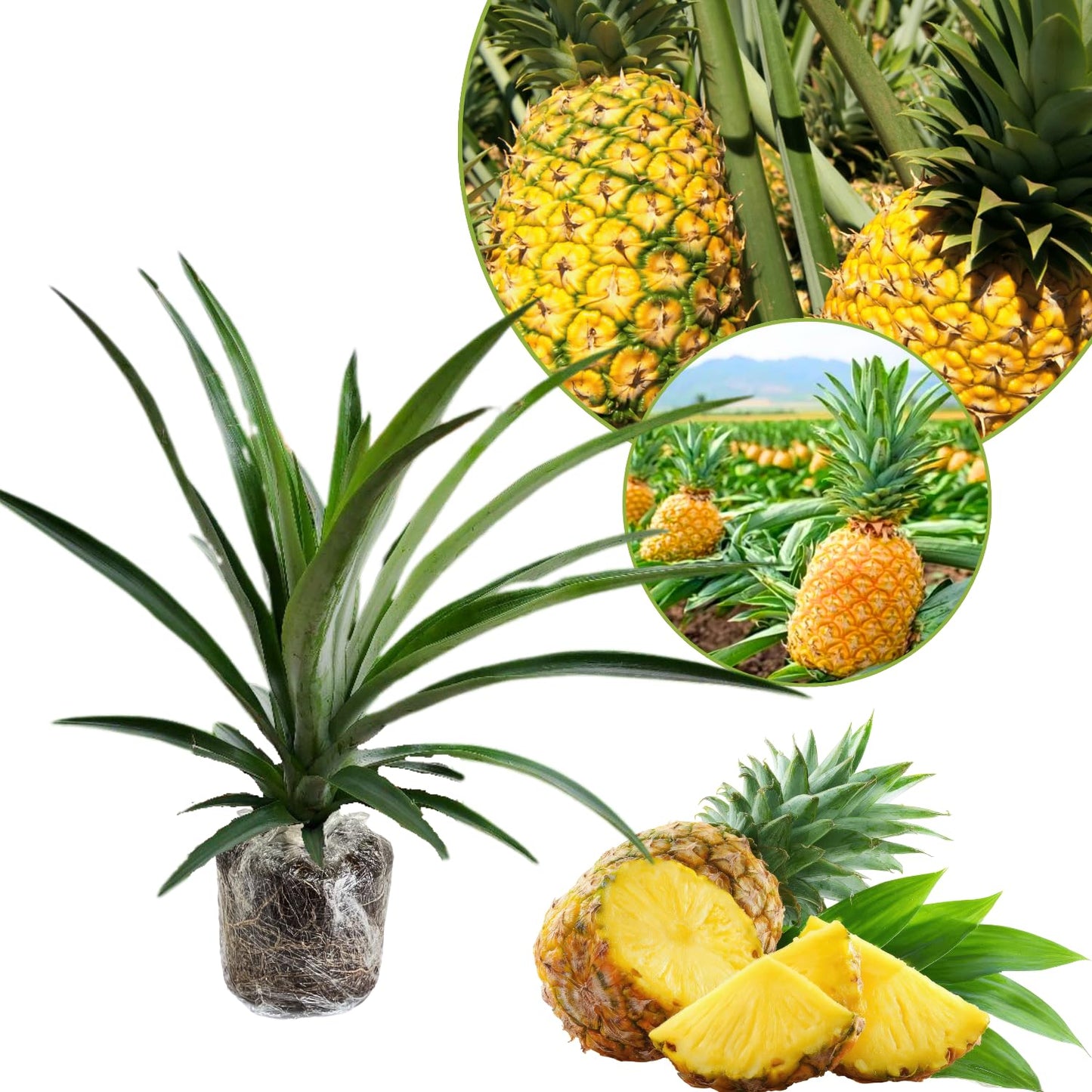 1 Gold Pineapple Plant Live for Planting, Sweet Pineapple Fruit Tree Live Plant 5 to 8 Inch Tall, Pineapple Starter Plants