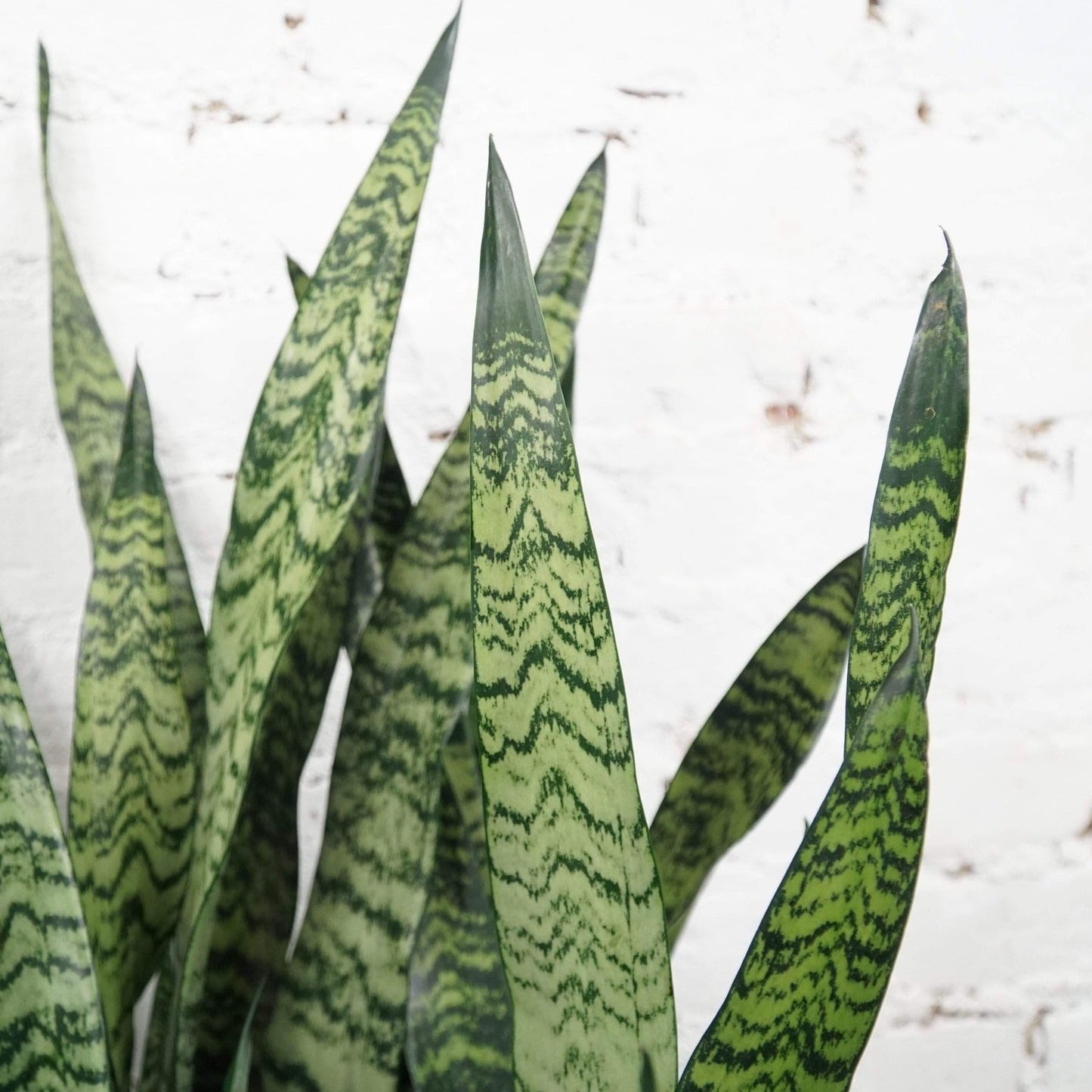 Snake Plant 'Zeylanica' | Live Plant for Indoor & Outdoor | for Living Room, Office, Bathroom | (10" Pot)