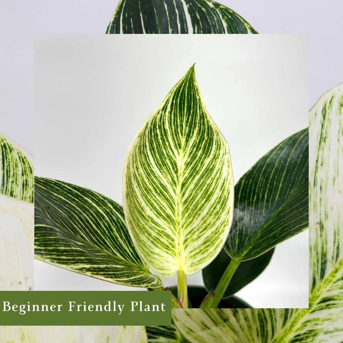 Philodendron Birkin Live Plant in 4" Pot - Philodendron Plant Live Easy to Care and Grow - Indoor Air Purifying Houseplants for Home Office Wedding Decor & Birthday Gift (Heat Pack Included)