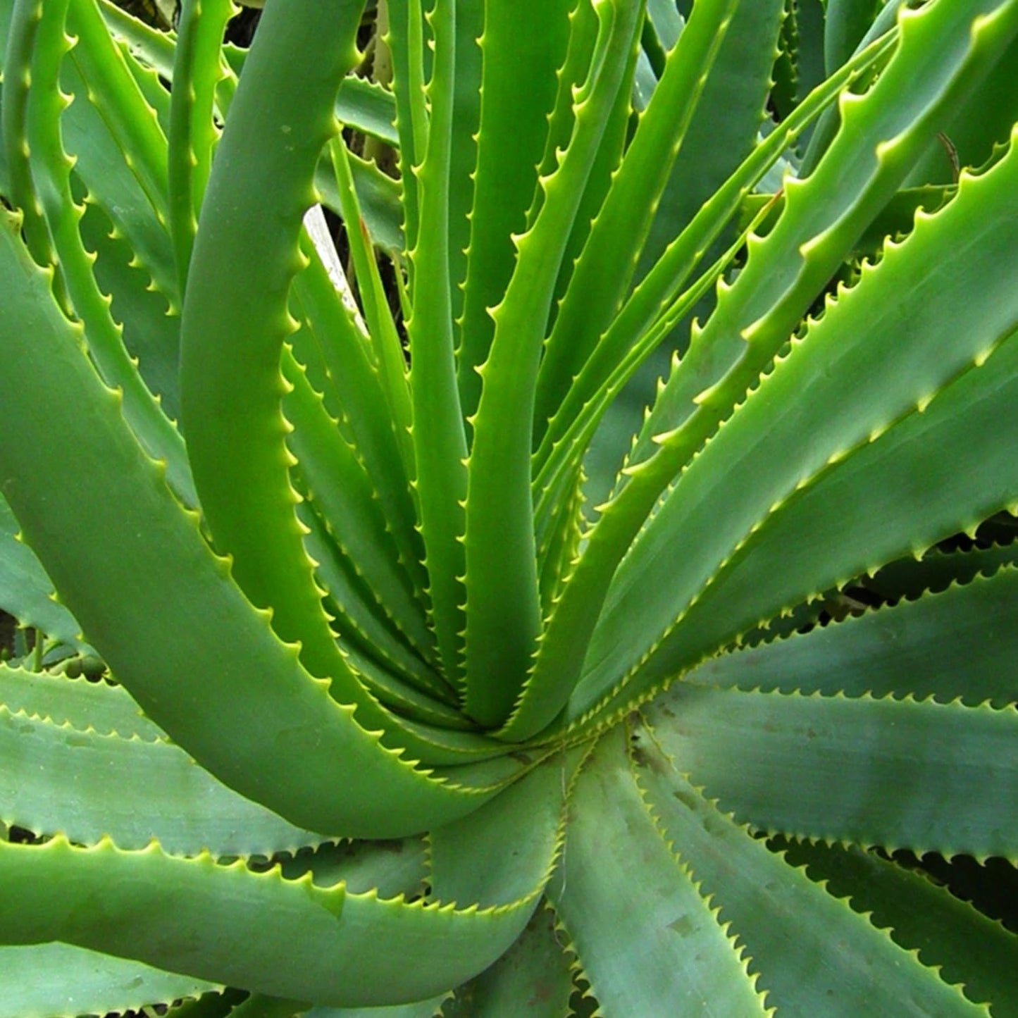 Aloe Vera Aloe Vera Live Plant for Planting in Size 2 Inch Pot | Vibrant, Low-Maintenance Aleo Plant for Patio, Balcony & Indoor Spaces | Perfect for Plant Enthusiasts & Beginners
