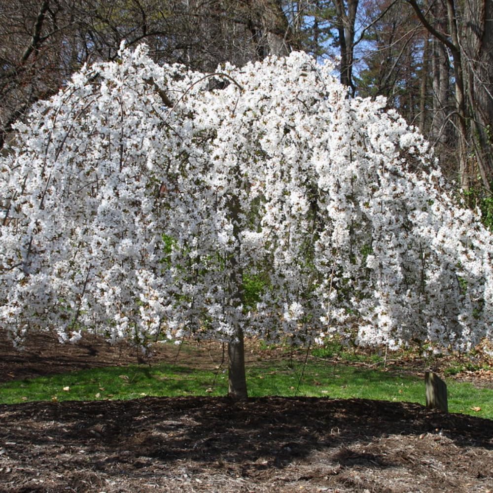 Live Weeping Cherry Blossom Tree Plant, 8 to 12 Inch Tall Live White Cherry Blossom Flowers Plant, Live Cherry Blossom Tree Plants, Cherry Flowers Tree Plant, Ready to Plant Outdoor Garden