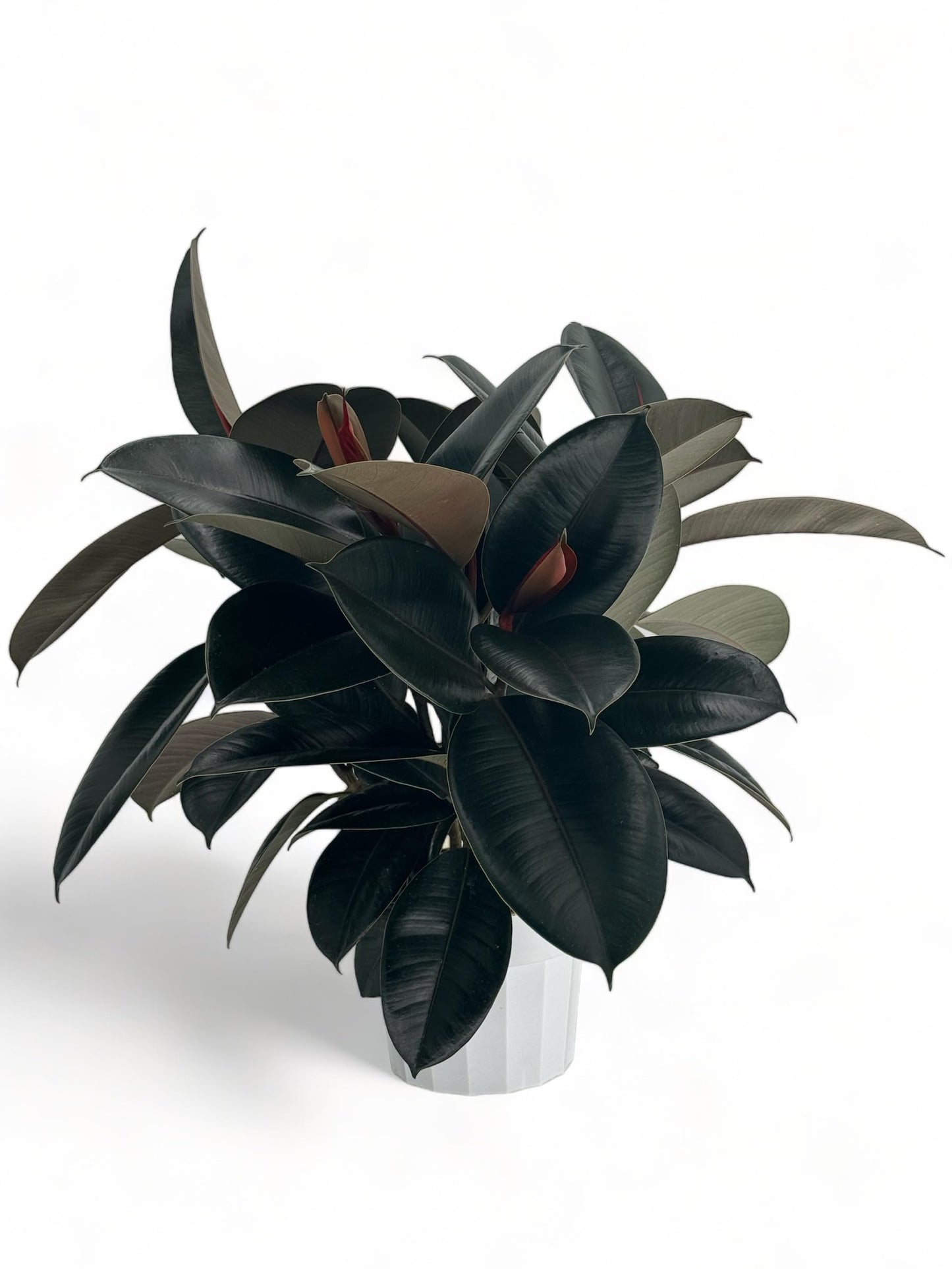 Rubber Tree Live House Plant - Large Indoor Air Purifier Plant - Dark Shiny Petals - Indoor Plants Live Houseplants for Room Decor - Elegant Ficus Burgundy Live House Plants