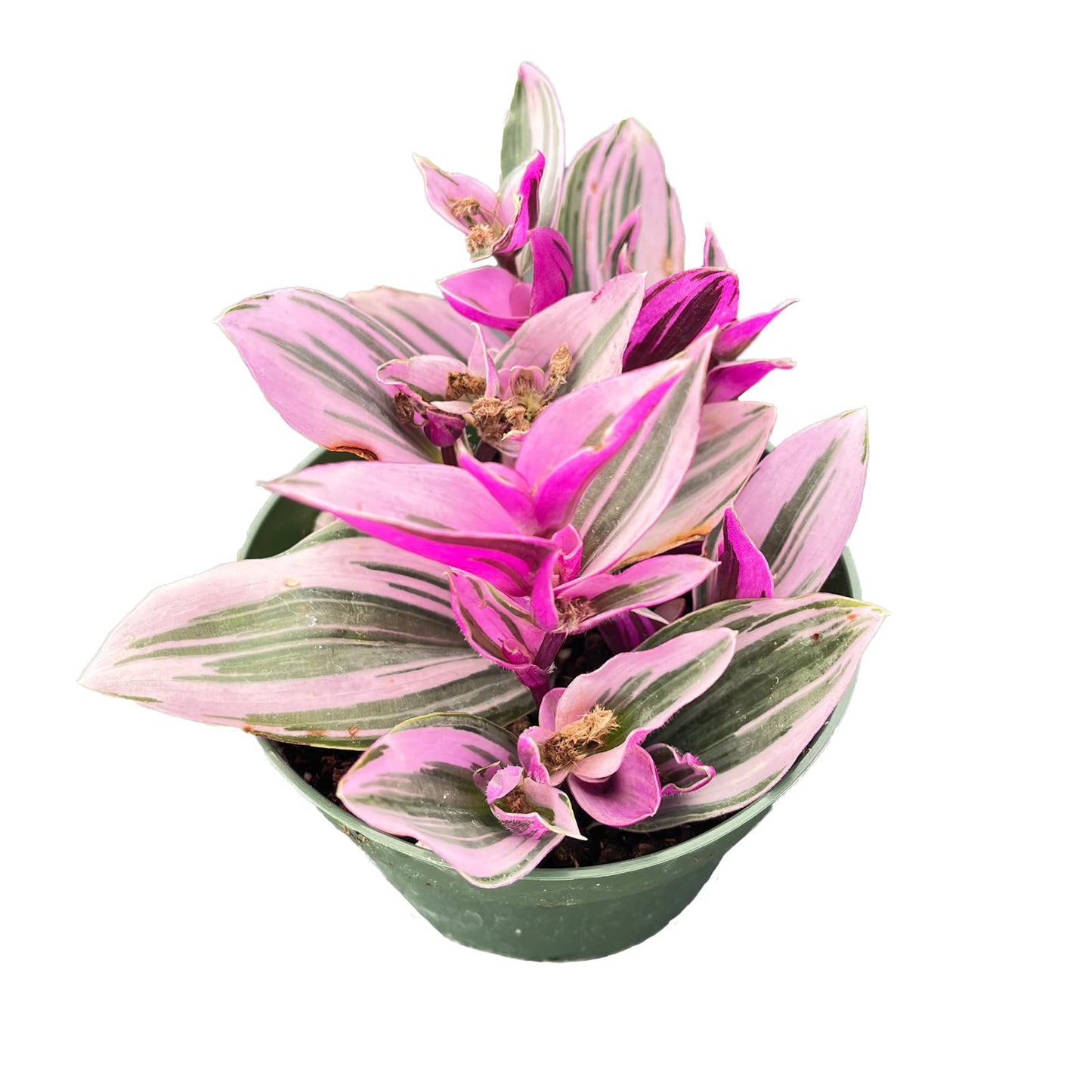 4" Live Succulent Plants Tradescantia Nanouk, Easy Care Potted Succulents, Indoor Houseplant, Unique Gifts, Home Office Décor