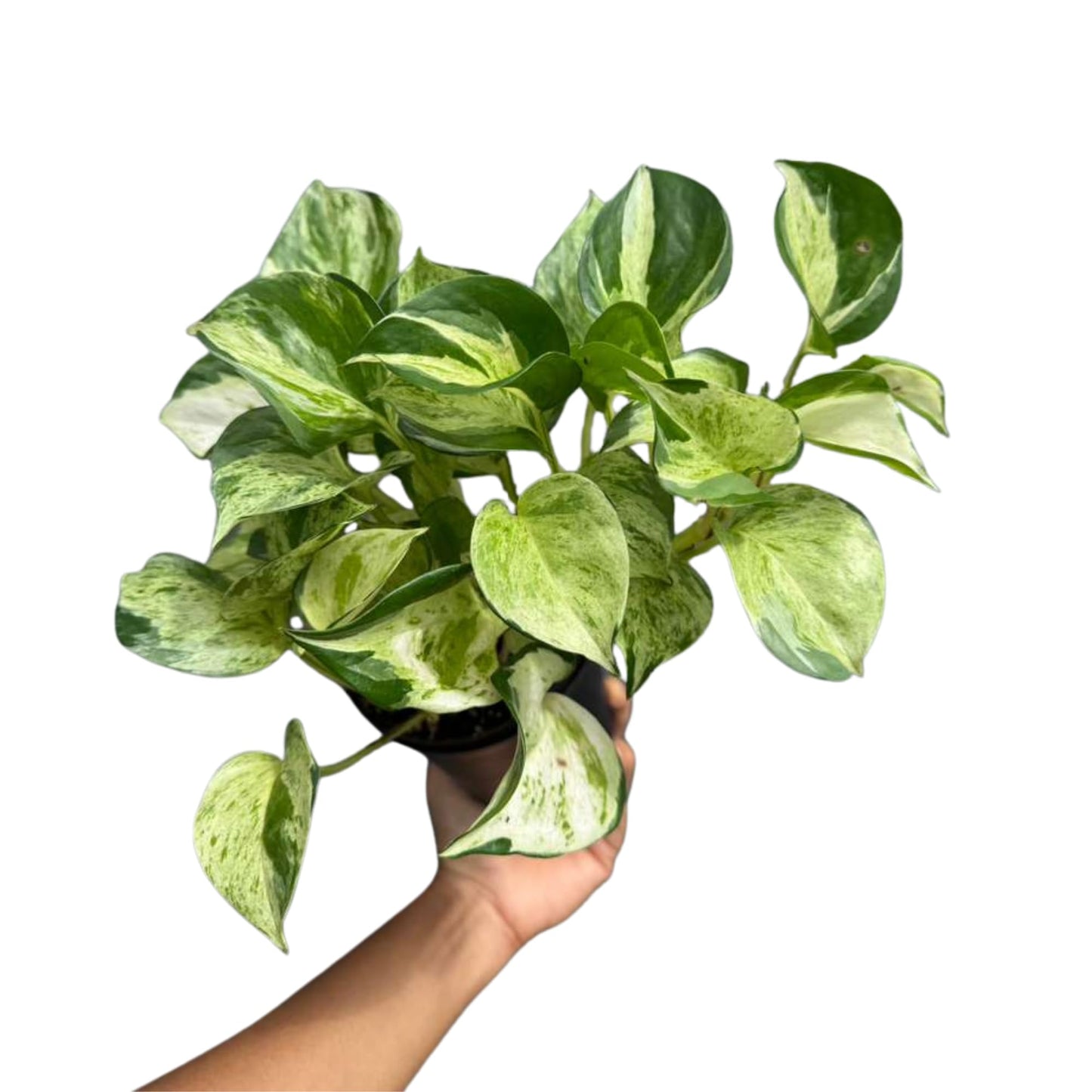 PLANTVERS Manjula Pothos in 4" Decorative Pot – Live Variegated Pothos Plant – Easy Care Indoor Houseplant – Air Purifying Low Maintenance Plant for Home or Office Décor