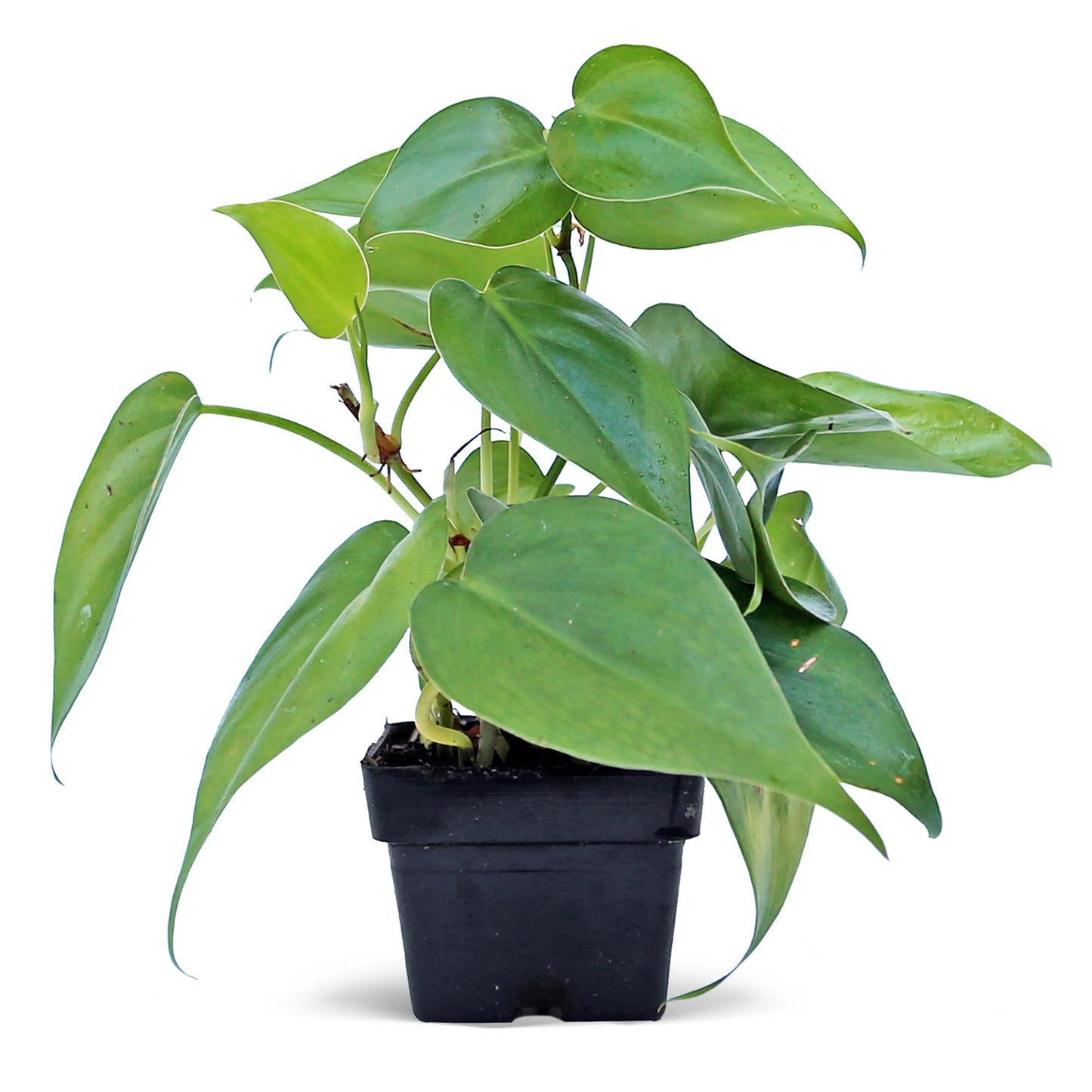 6 Pack Live Heartleaf Green Philodendron in 3 Inch Pots, Philodendron Hederaceum Indoor Houseplants, Vining Live Plants