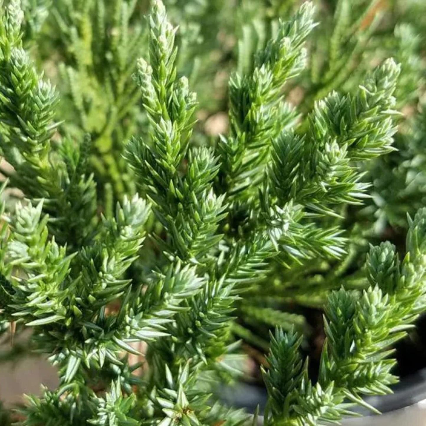 Parsoni Juniper (2.5 Quart) Low-Growing Evergreen Shrub with Grayish Blue-Green Foliage - Live Outdoor Full Sun to Part Shade Plant