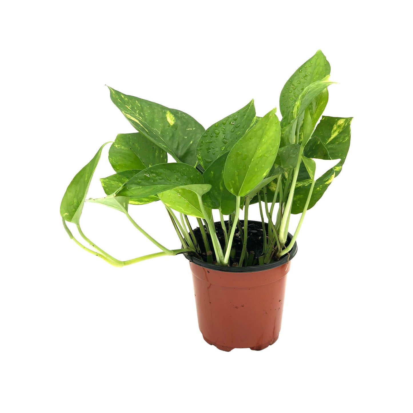 Live Pothos Plant - Epipremnum aureus Golden Pothos Plant - ragnaroc Tropical Plant 5-8” Tall - 1ct Live Arrival Guaranteed - Low Maintenance House Plants for Home Decor & Gift