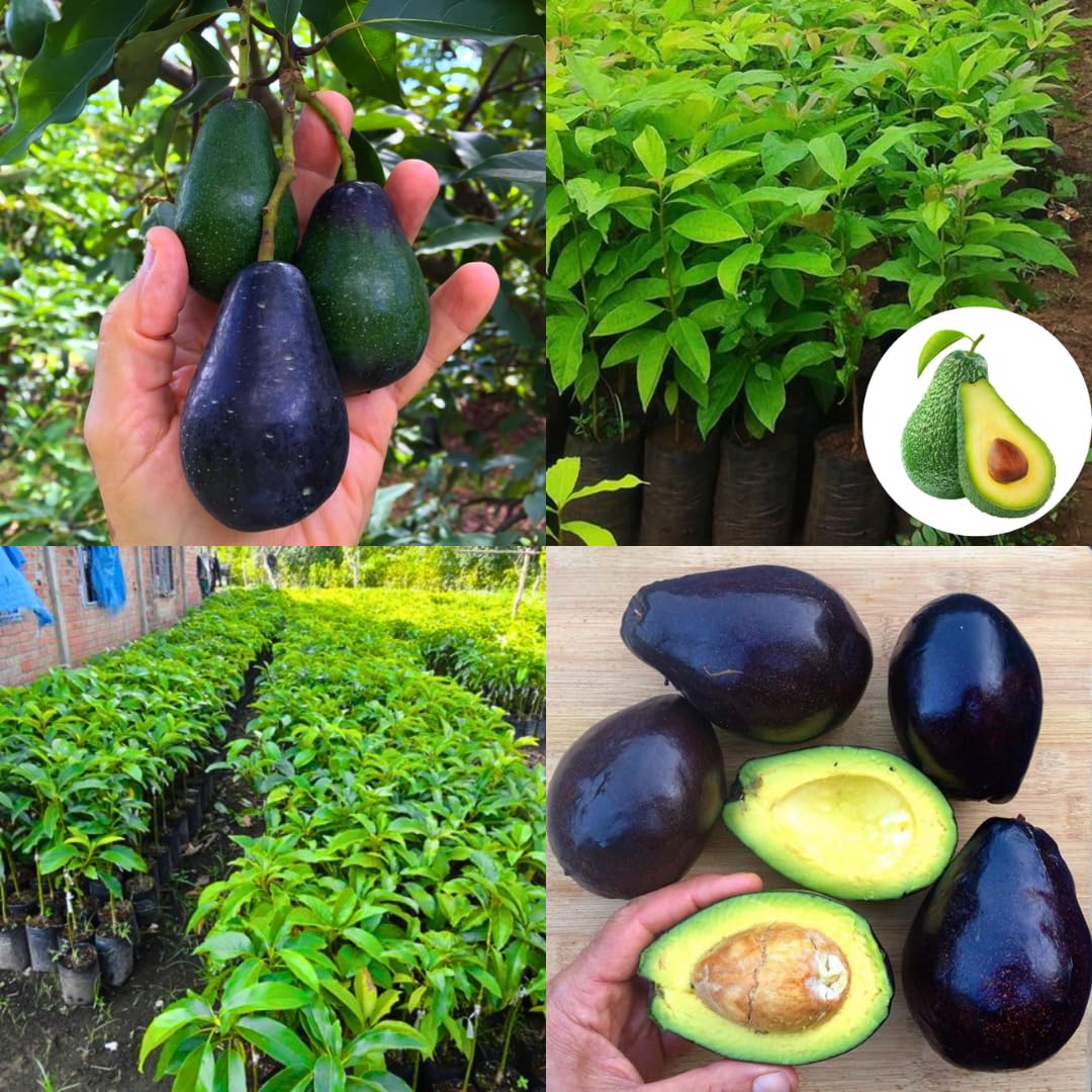 Cold Hardy Avocado Tree Live Plant 6-12" Indoor Outdoor Growing Zones 5-11, Smooth and Sweet Tropical Fruit Trees