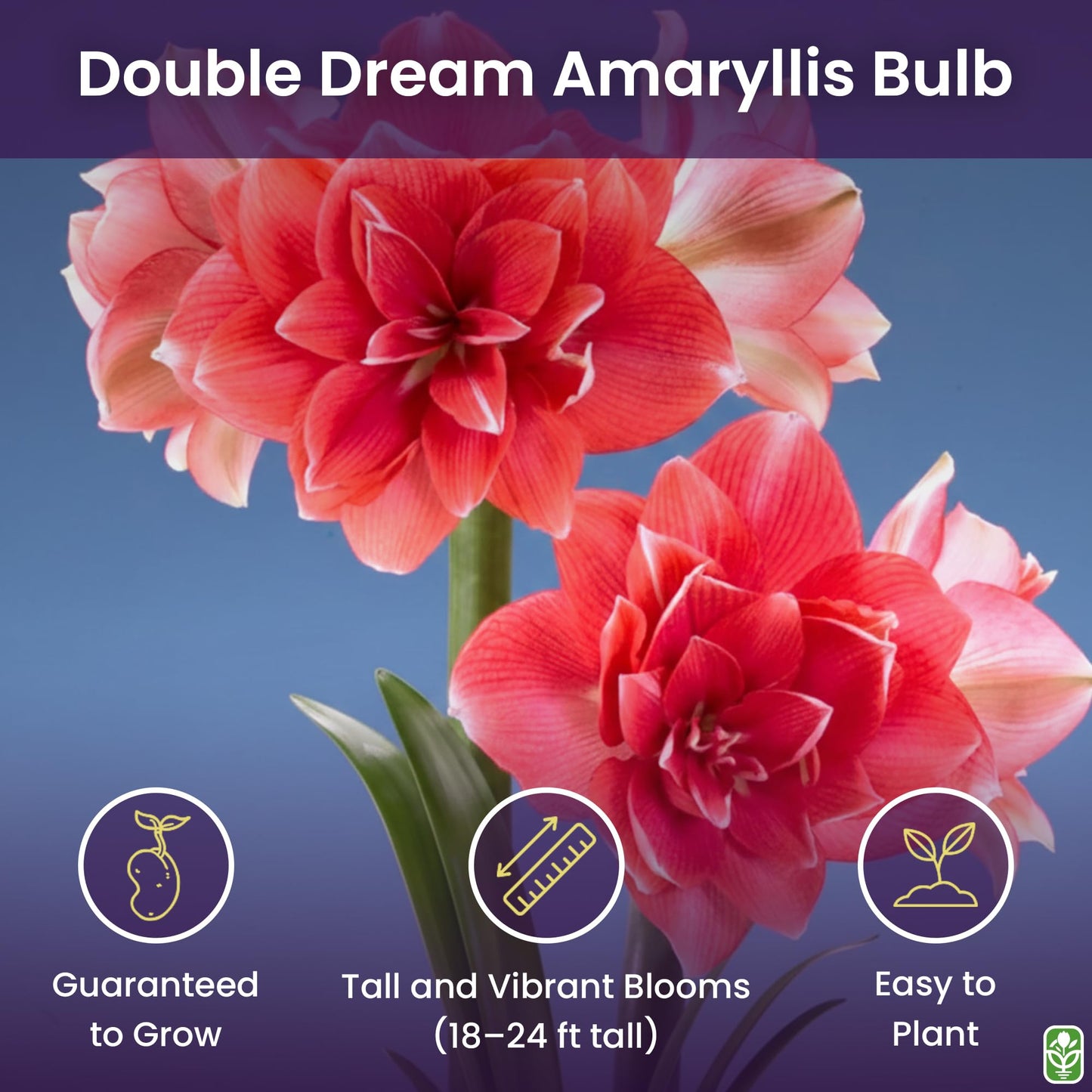 Double Pink Amaryllis Bulb – Large Bulb for Planting, 4-8 Blooms, 16–24" Tall – Elegant Indoor & Outdoor Plant – Ideal for Seasonal Decor – Low-Maintenance Amaryllis Bulb (Not in Wax)