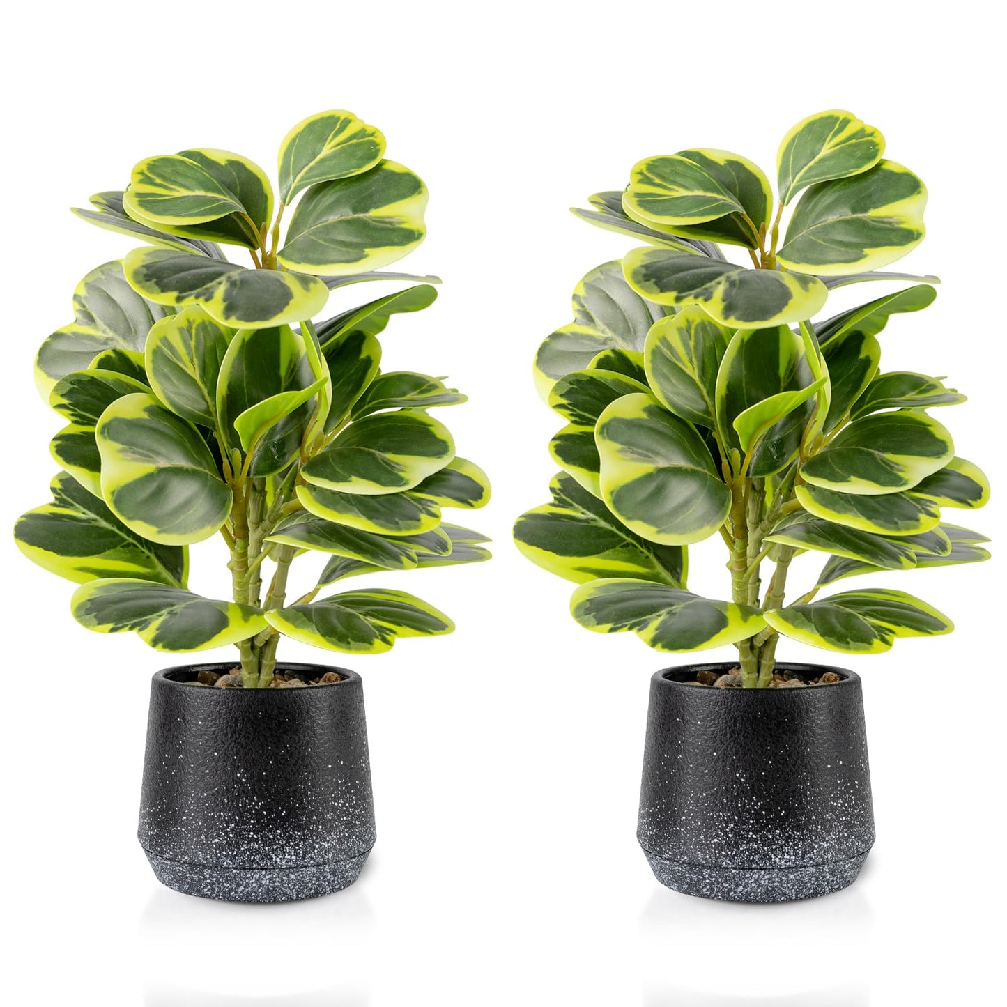 WOHSEROM 2 Pack Realistic Artificial Potted Plants Peperomia Obtusifolia, 11" Small Faux Greenery for Desk, Bathroom, Office, or Home Decor (Evergreen, Maintenance Free)