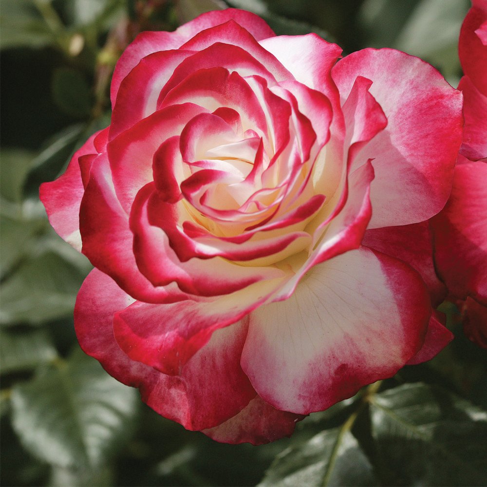 Heirloom Roses Rose Bush Live - Cherry Parfait™ Live Grandiflora Rose Plant for Outdoor Planting