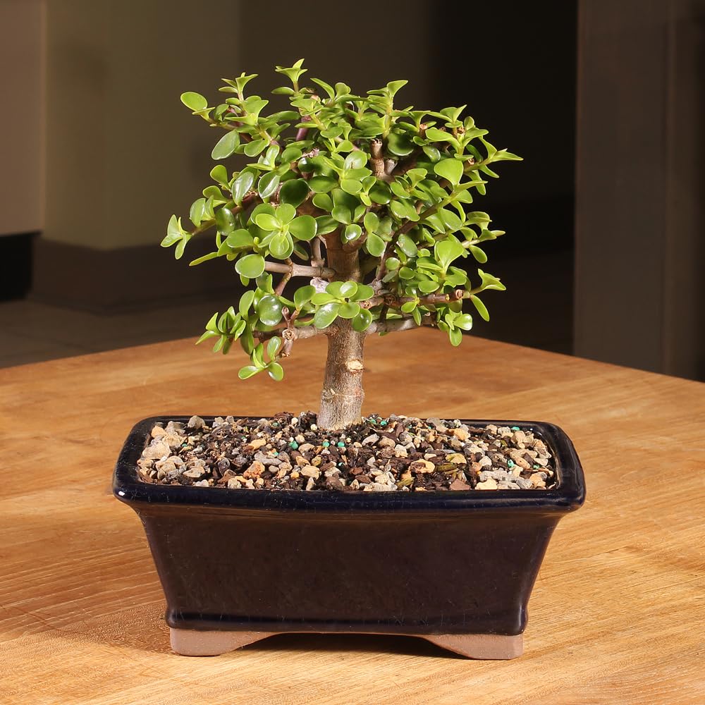 Brussel's Bonsai - Live Dwarf Jade Bonsai Tree in a Grower Bonsai Pot, Indoor Succulent Houseplant, 4 Years Old, 8-12 Inches Tall, Easy Care Plant for Home or Office (Medium, Green)