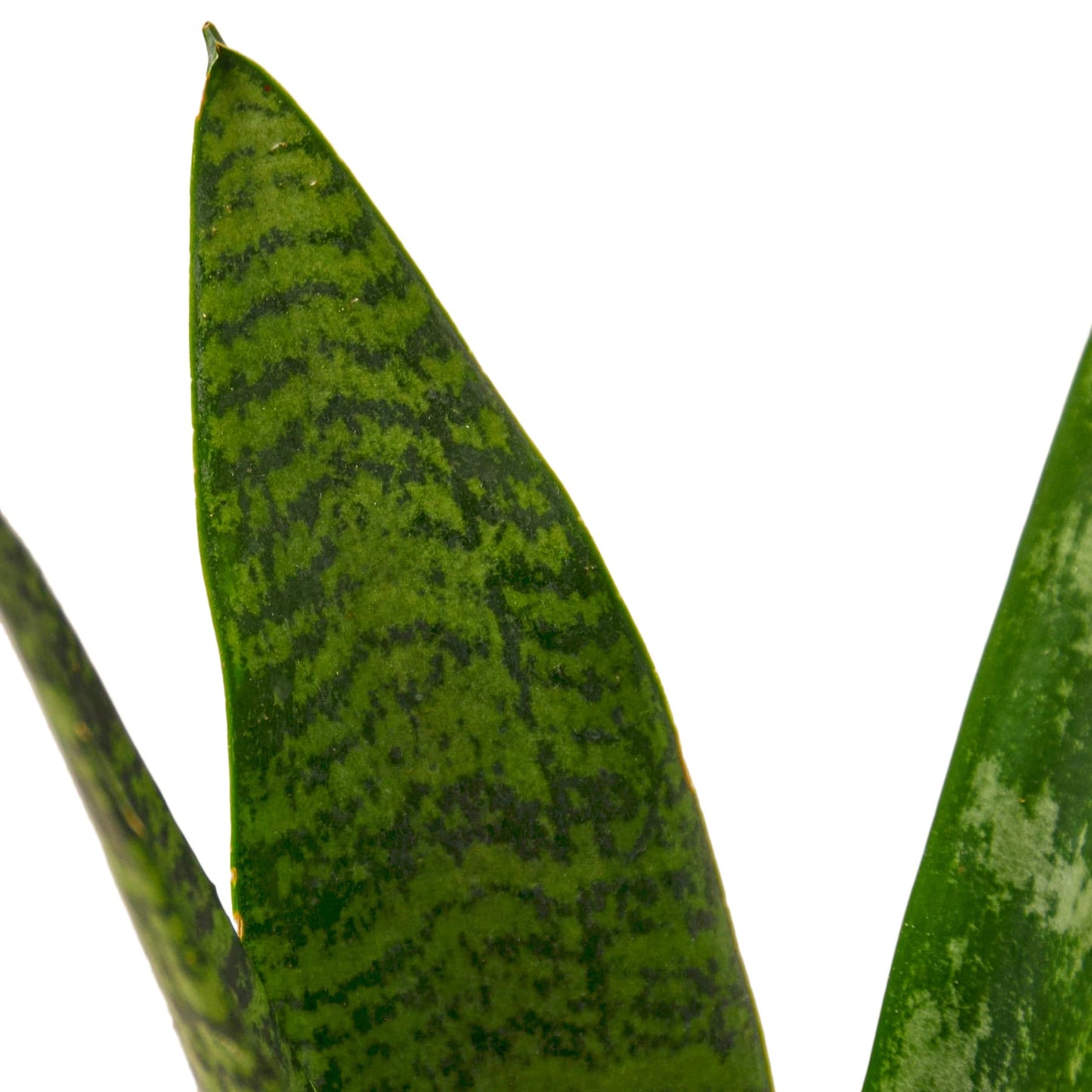 Snake Plant 'Zeylanica' | Live Plant for Indoor & Outdoor | for Living Room, Office, Bathroom | (6" Pot)
