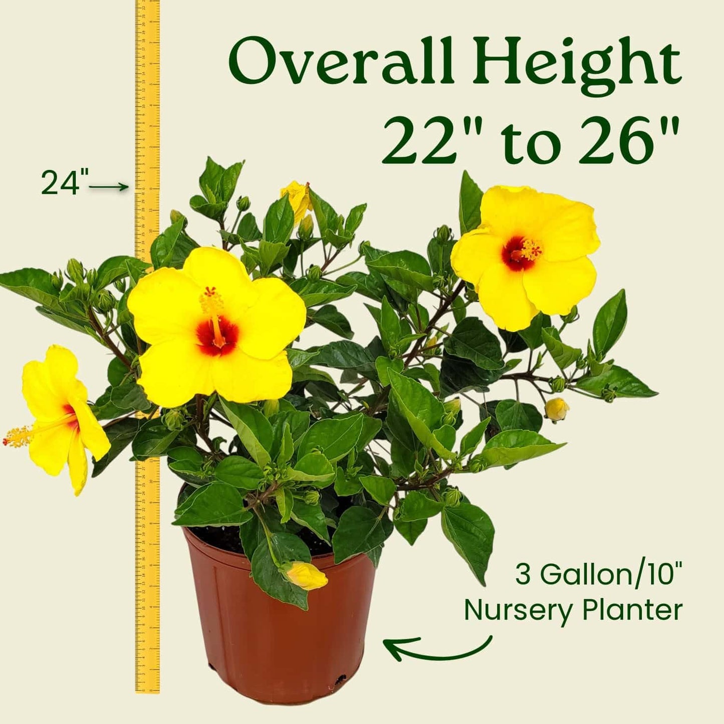 Tropical Plants of Florida Dwarf Yellow Hibiscus Bush Live Plant Red Throat - 3 Gallon 22 to 26 Inch Tall Tropical Flowering Shrub Patio Garden Plant
