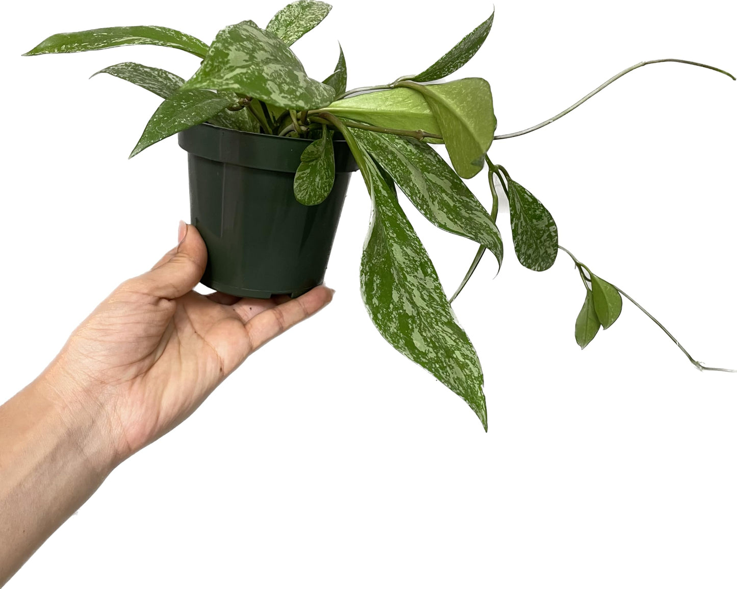 Hoya Publicalyx Splash Red Button - Air Purifying Features - Pet Friendly - Hoya Plants Live Houseplants - Wax Plant (3-4 Plants, 4" Pot)