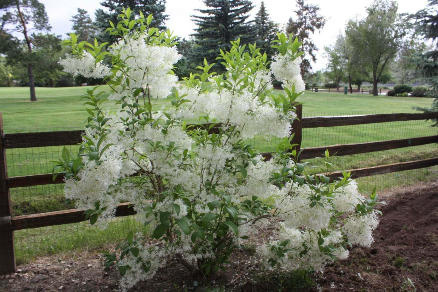 Live Plant - 2 White Fringe Trees/Shrubs - Live Potted Plants - 6-12" Tall - Quart Pots