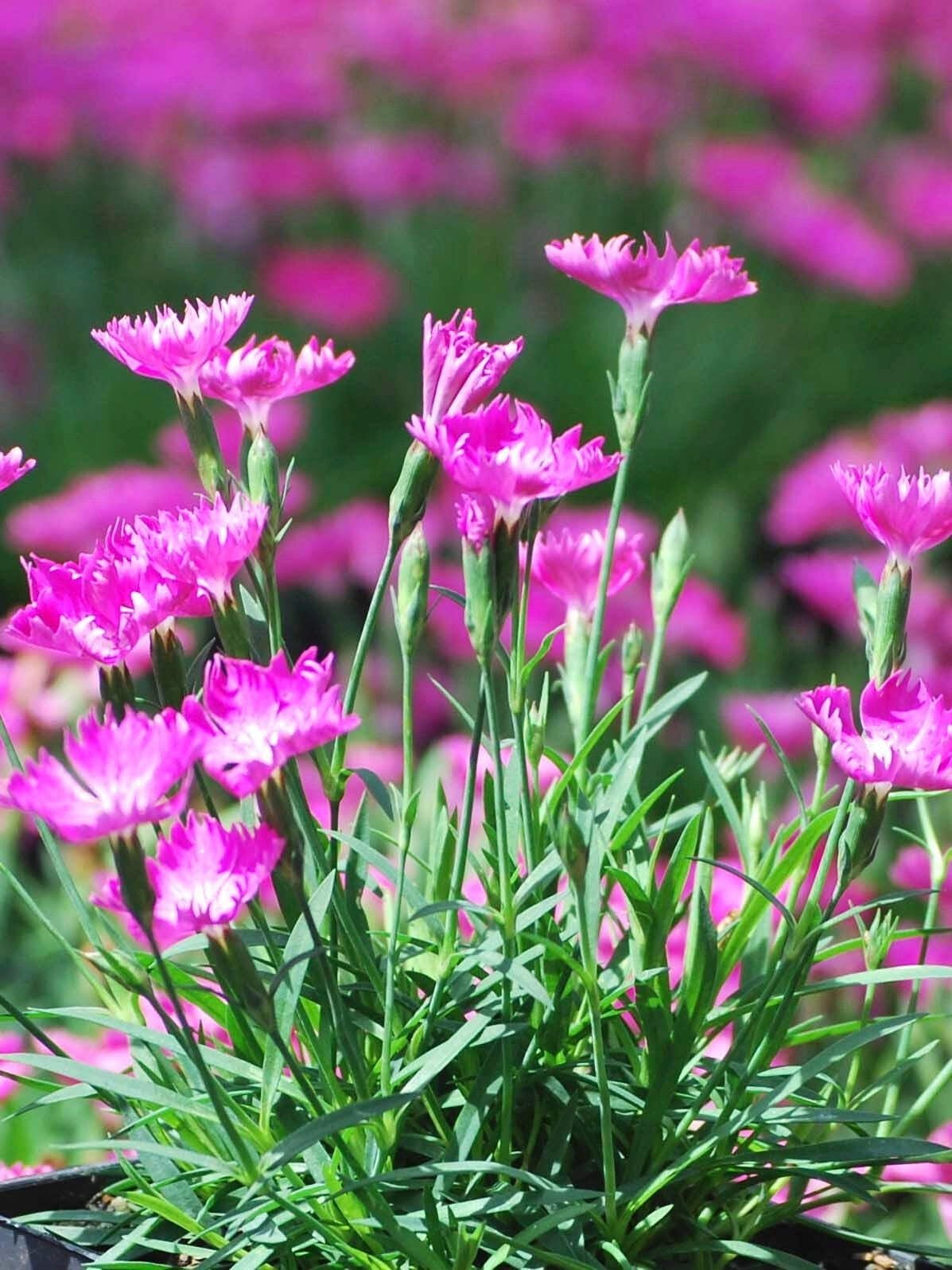 Perennial Farm Marketplace Dianthus x Kahori (Garden Pinks) Perennial Size-#1 Container, Dark Fuschia Flowers