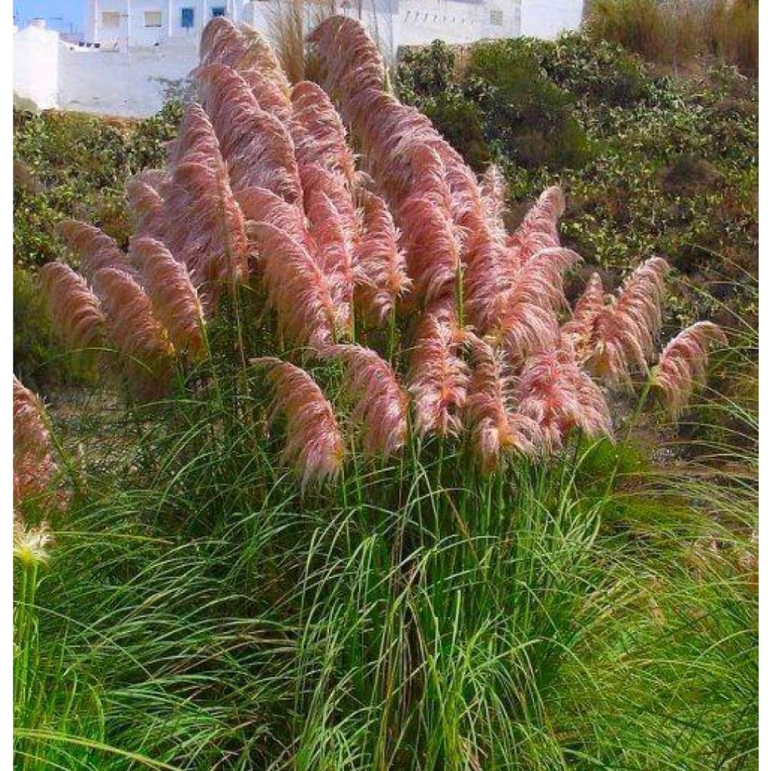Ornamental Grass Seedlings Live Plant, Fully Rooted Pruned Back to 5 to 9 Inc in Tall Grasses Live Plants Perennial (Pink Pampas)