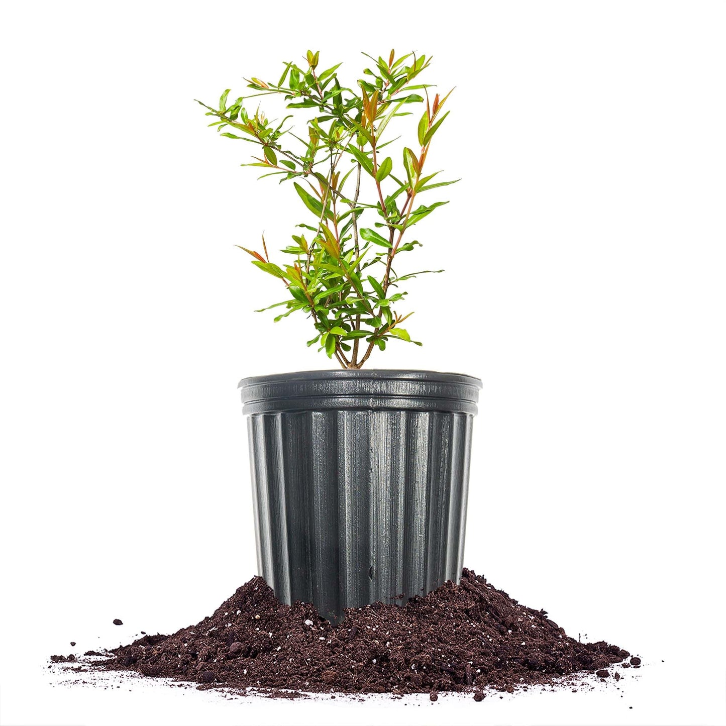 PERFECT PLANTS Wonderful Pomegranate Tree Large Delicious Fruit |, 1 Gal, Heavy Producer, 1 count