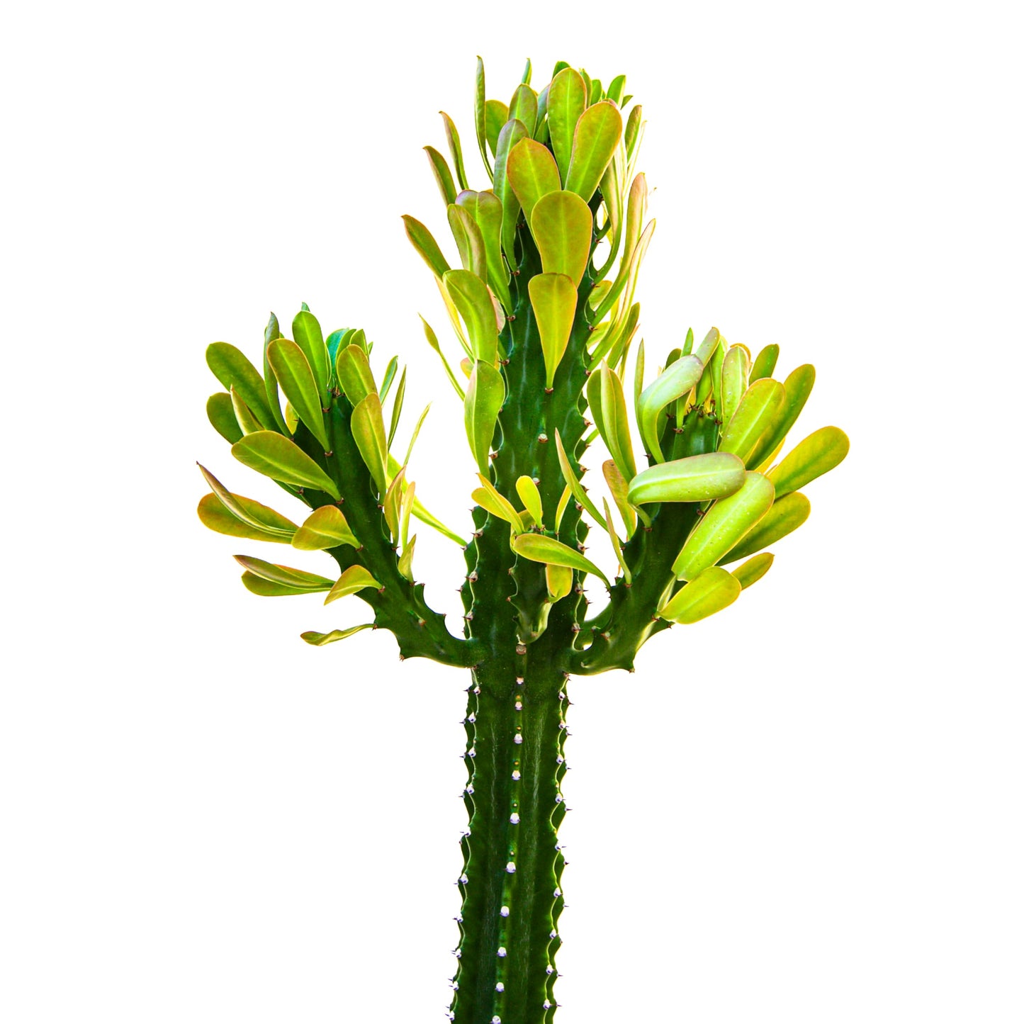 Cactus Outlet - Cactus Plants Live, Euphorbia Royaleana Live Cactus 18”-24" - Rare Large Live Cactus - Landscape Ready Large Cactus Plant Live Delivered Right to Your Door
