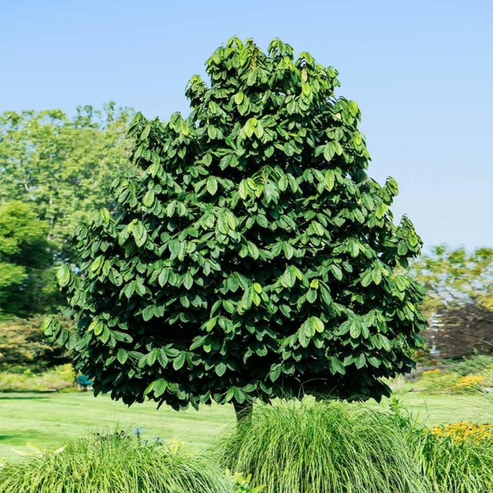 Pawpaw Tree Live Plant, in Quart Pot, Cold Hardy Paw Paw Plant Live for Outdoor Planting, 6-15 Inch Tall, Pawpaw Fruit Tree