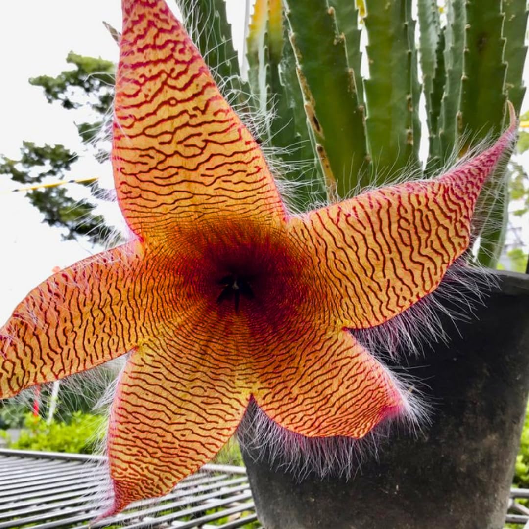 Sets 2 Rare Starfish Cactus Plant Live in 2" Pot, Small Cactus Succulent Well Rooted 4-8 Inch Tall, Ornamental Houseplant for Hanging Basket Trailing