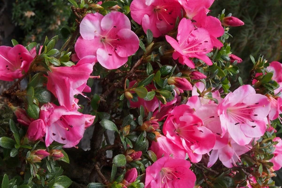 Live Plant - KOBAI 2 Azalea Rhododendron Deciduous Starter Plant Stunning BI-Color Blooms