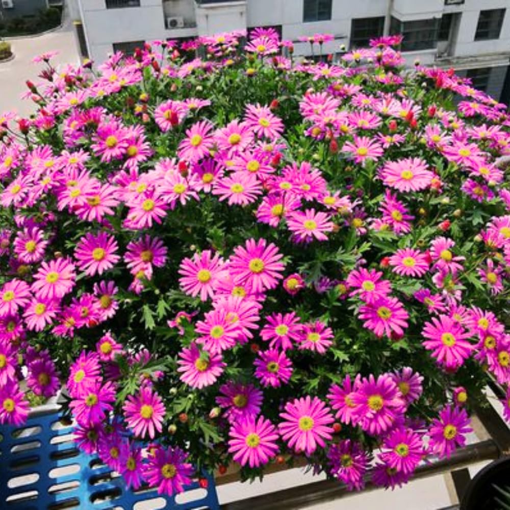 2 Aster Plants Live, Asters Perennial Live Plants, 5 to 7 Inc Tall, Flower Plant for Gardening (Pink)