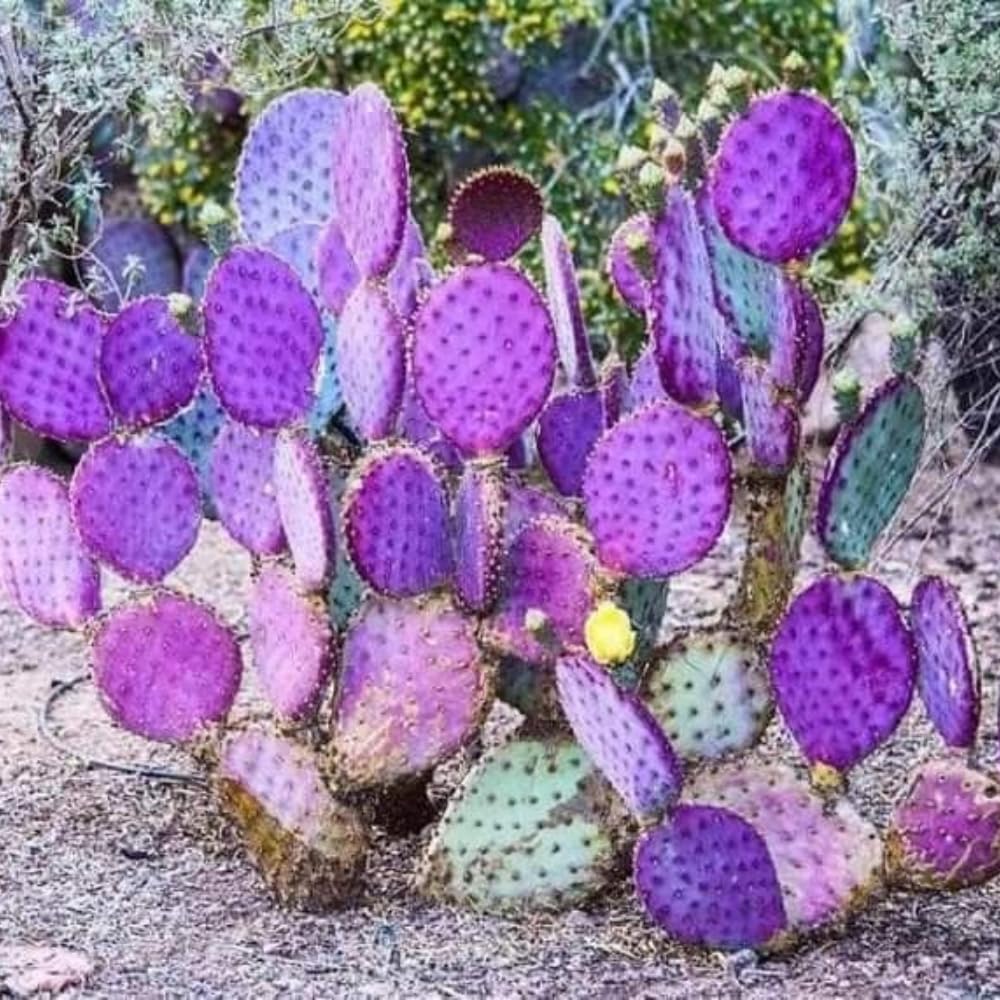 Purple Prickly Pear Cactus Live Plant, in 3.5" Pot, Hardy Purple Cactus for Outdoor or Indoor Growing